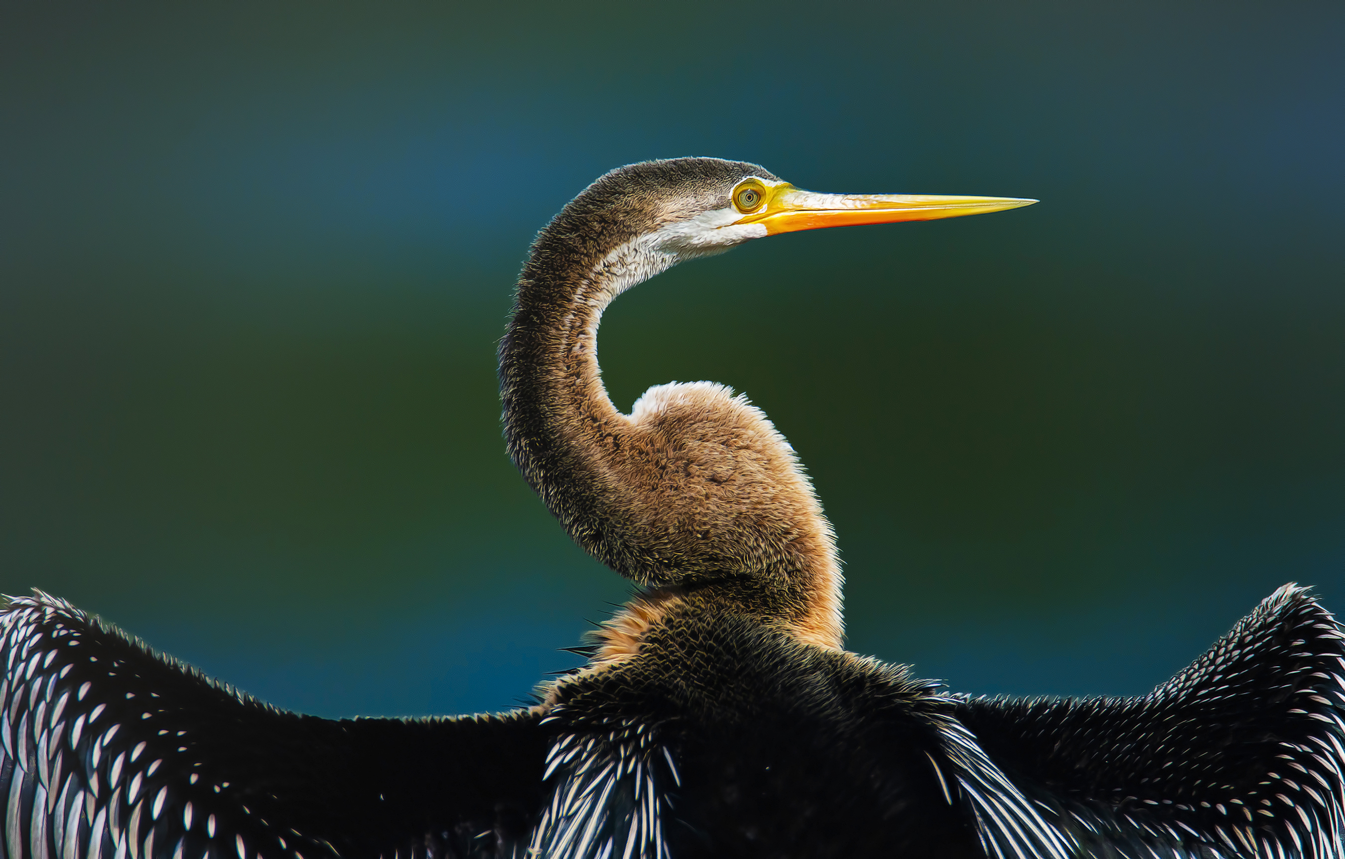 Oriental Darter