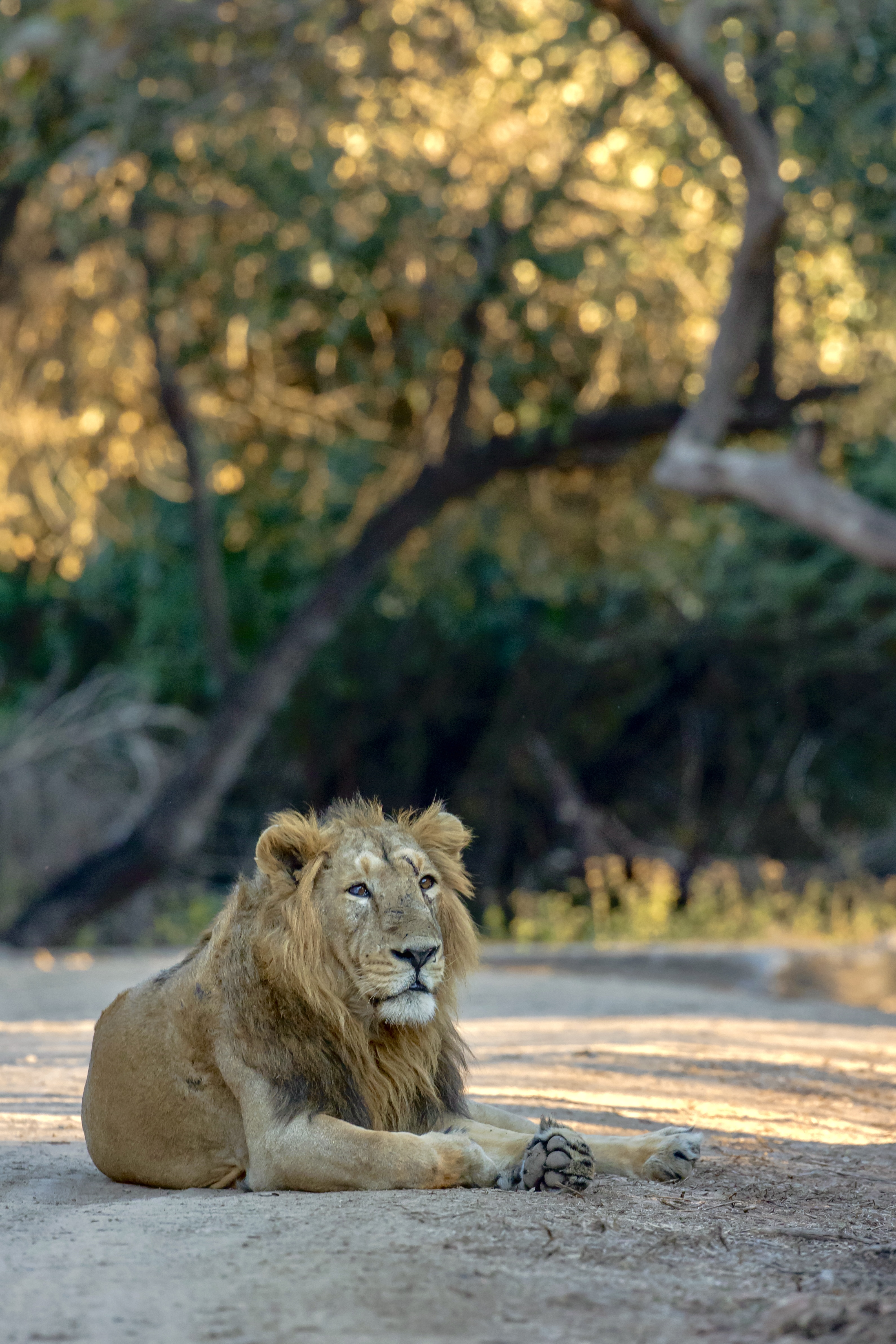 Asiatic Lion - the king of Gir jungle