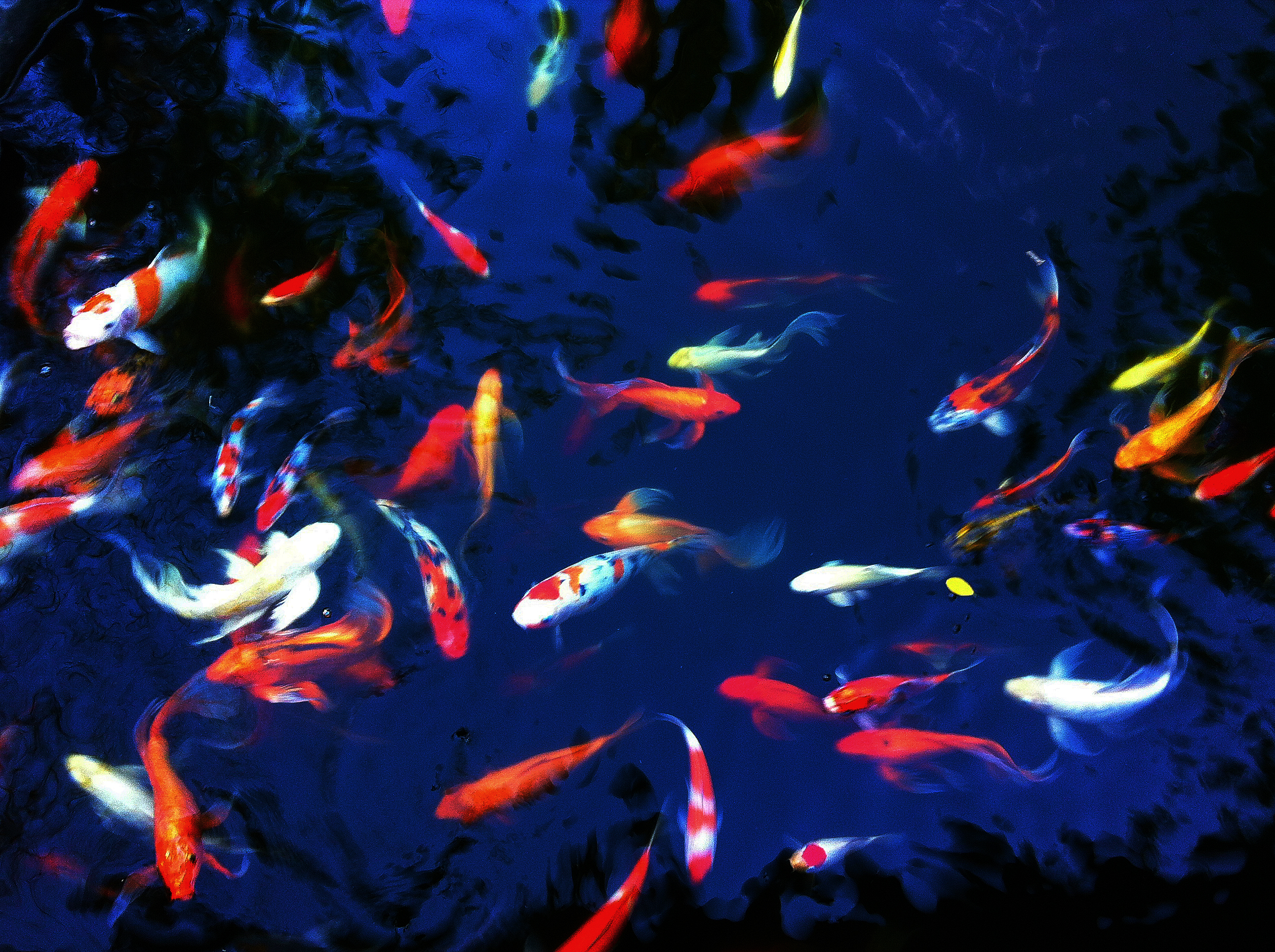  Koi