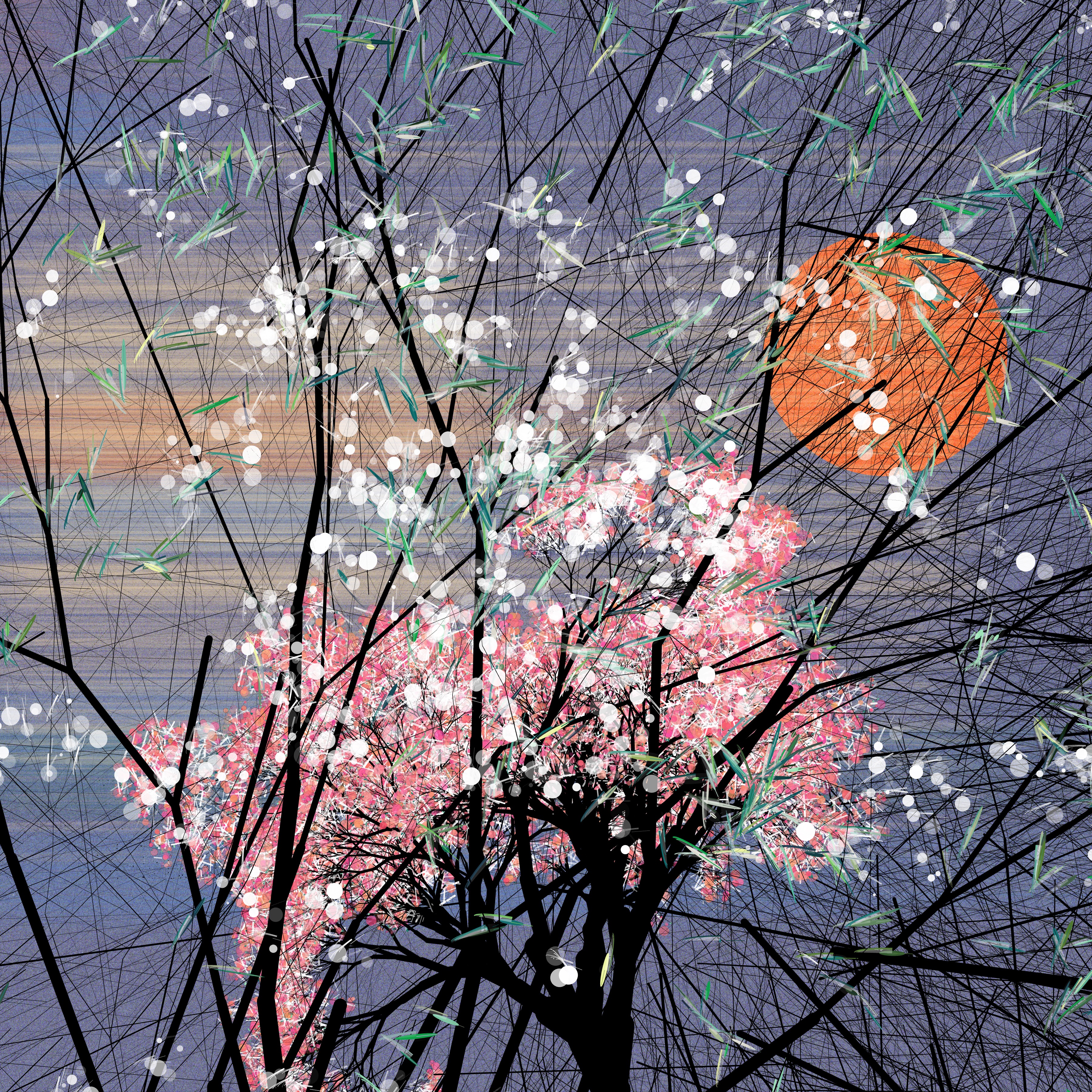 Sakura, cherry blossoms