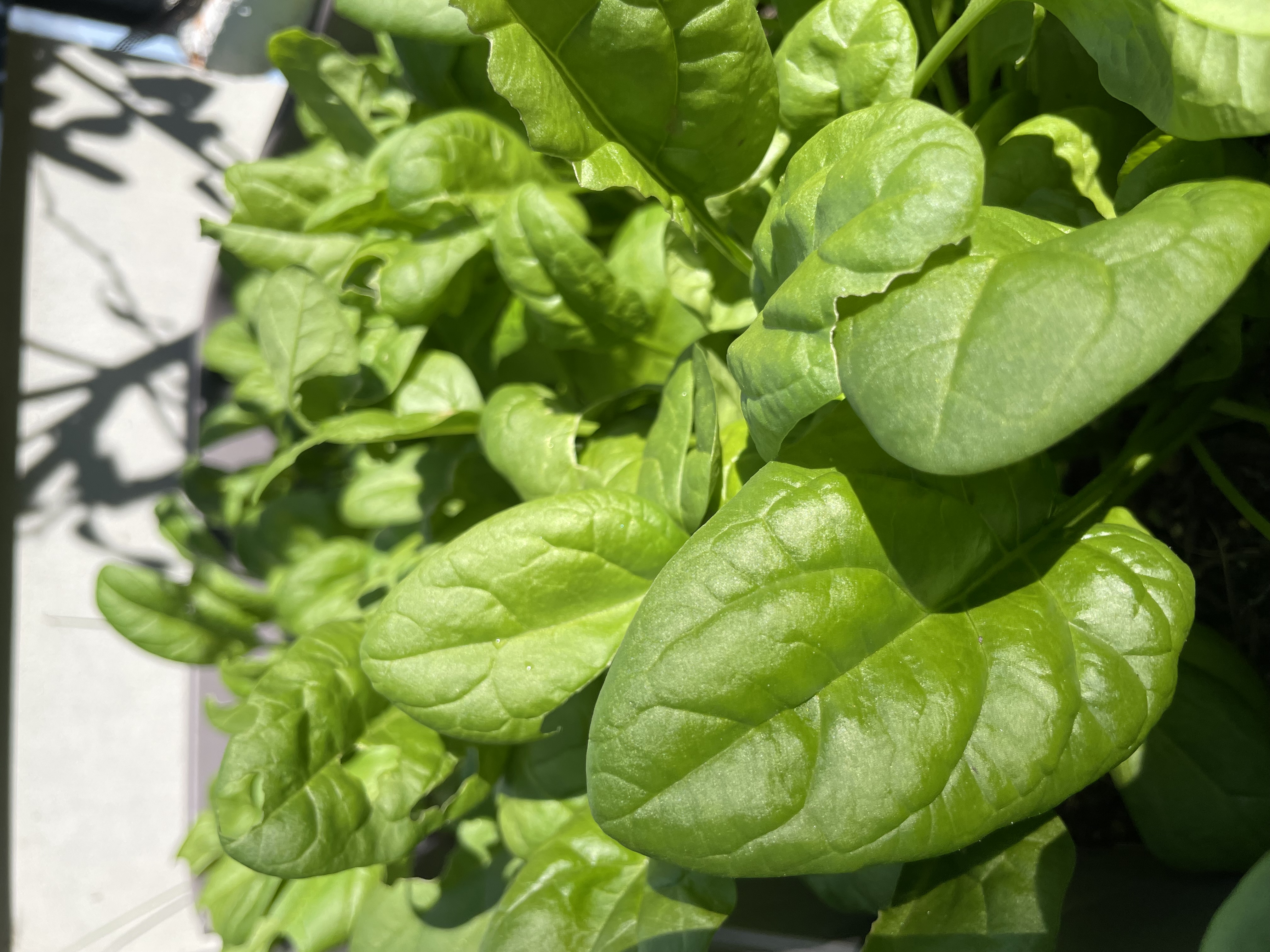 spinach #4