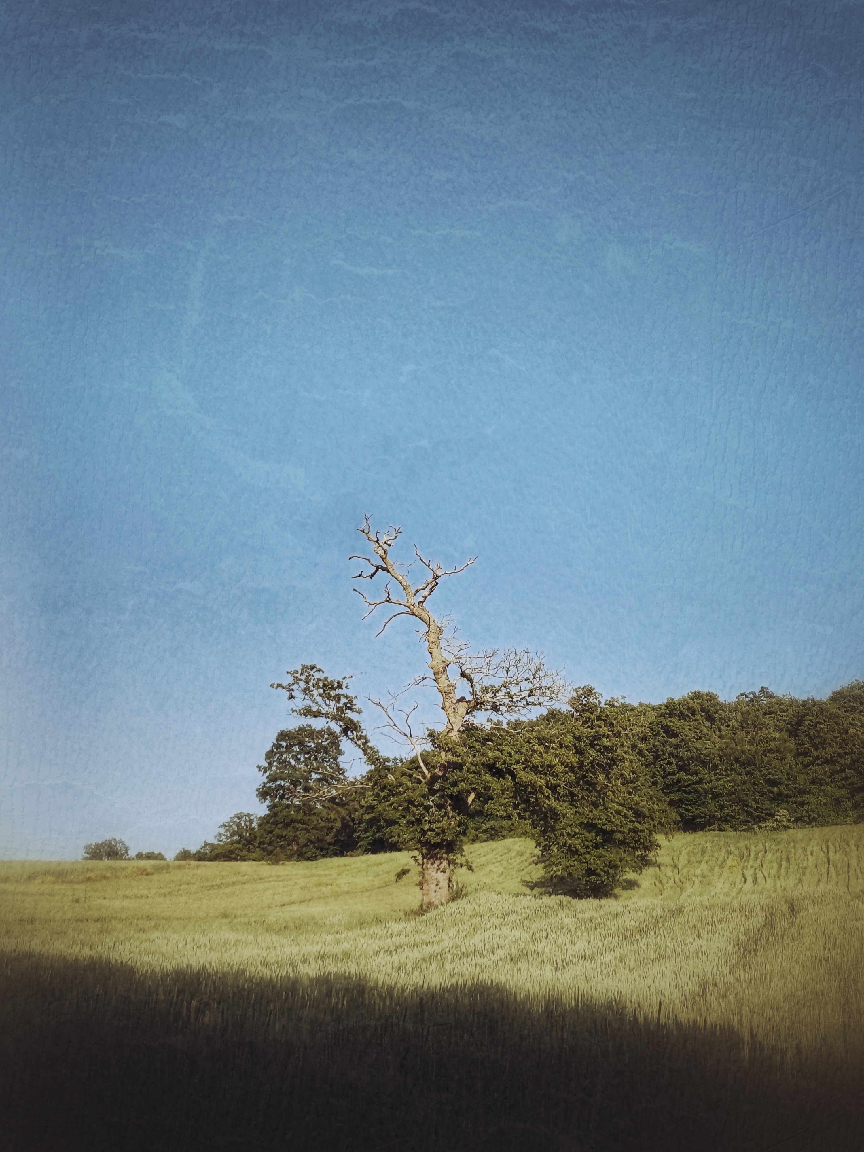 The tree..