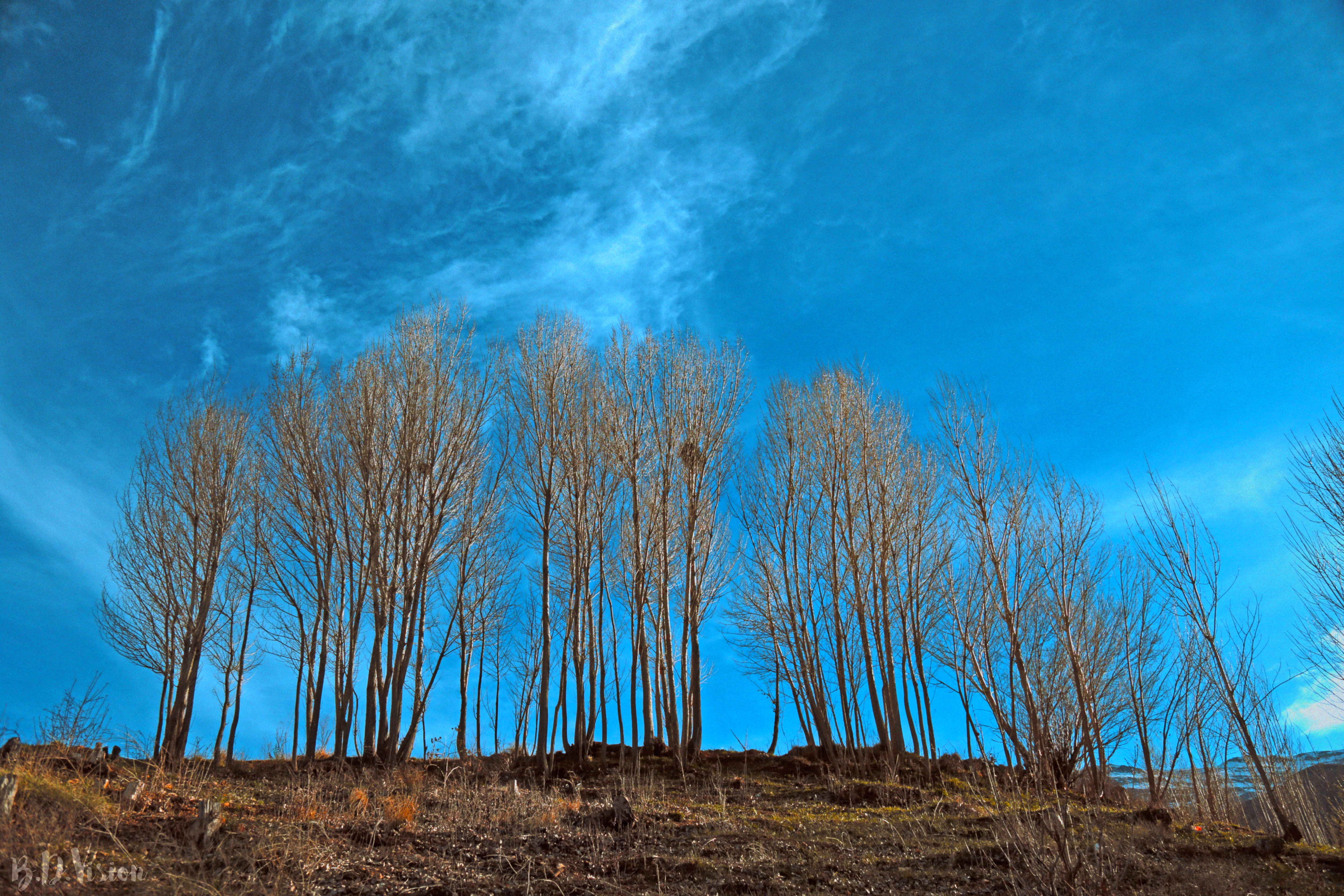 Skyward Trees #32