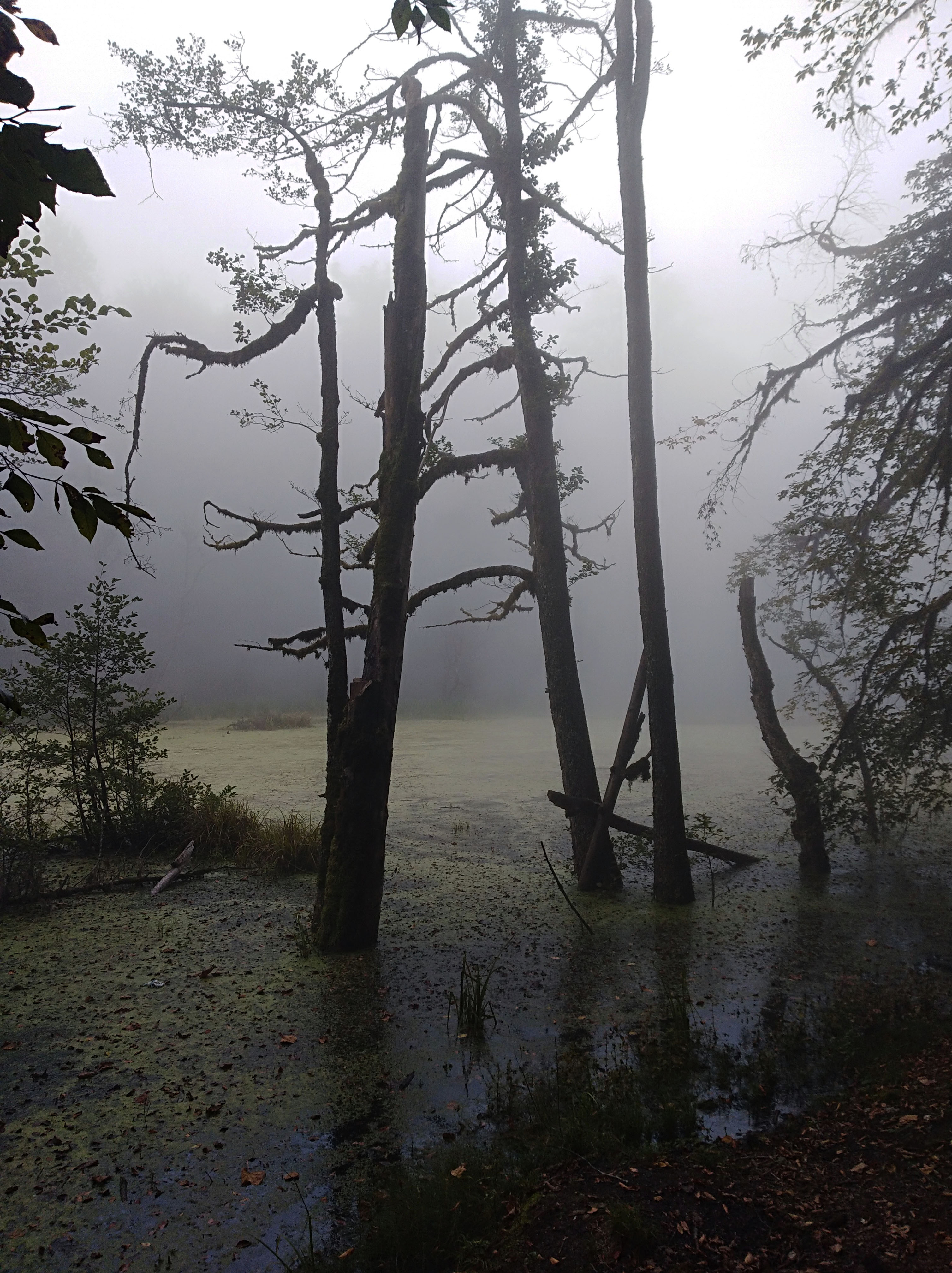 Misty Silence #11