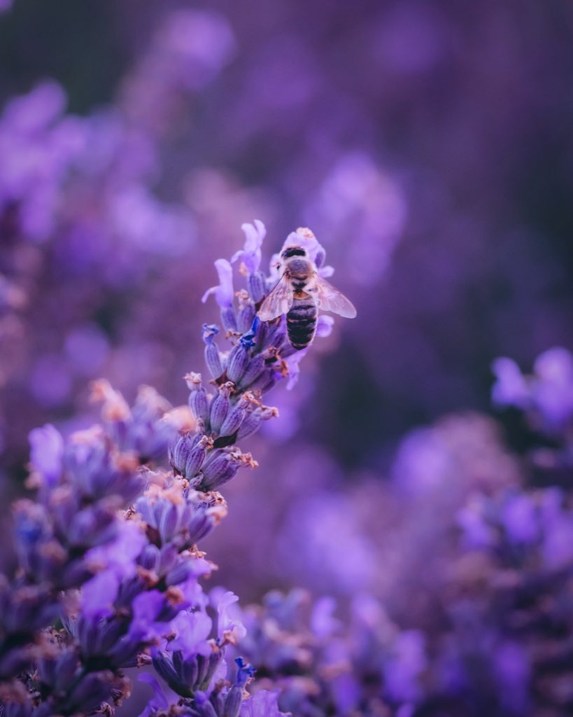 Bee Happy #516