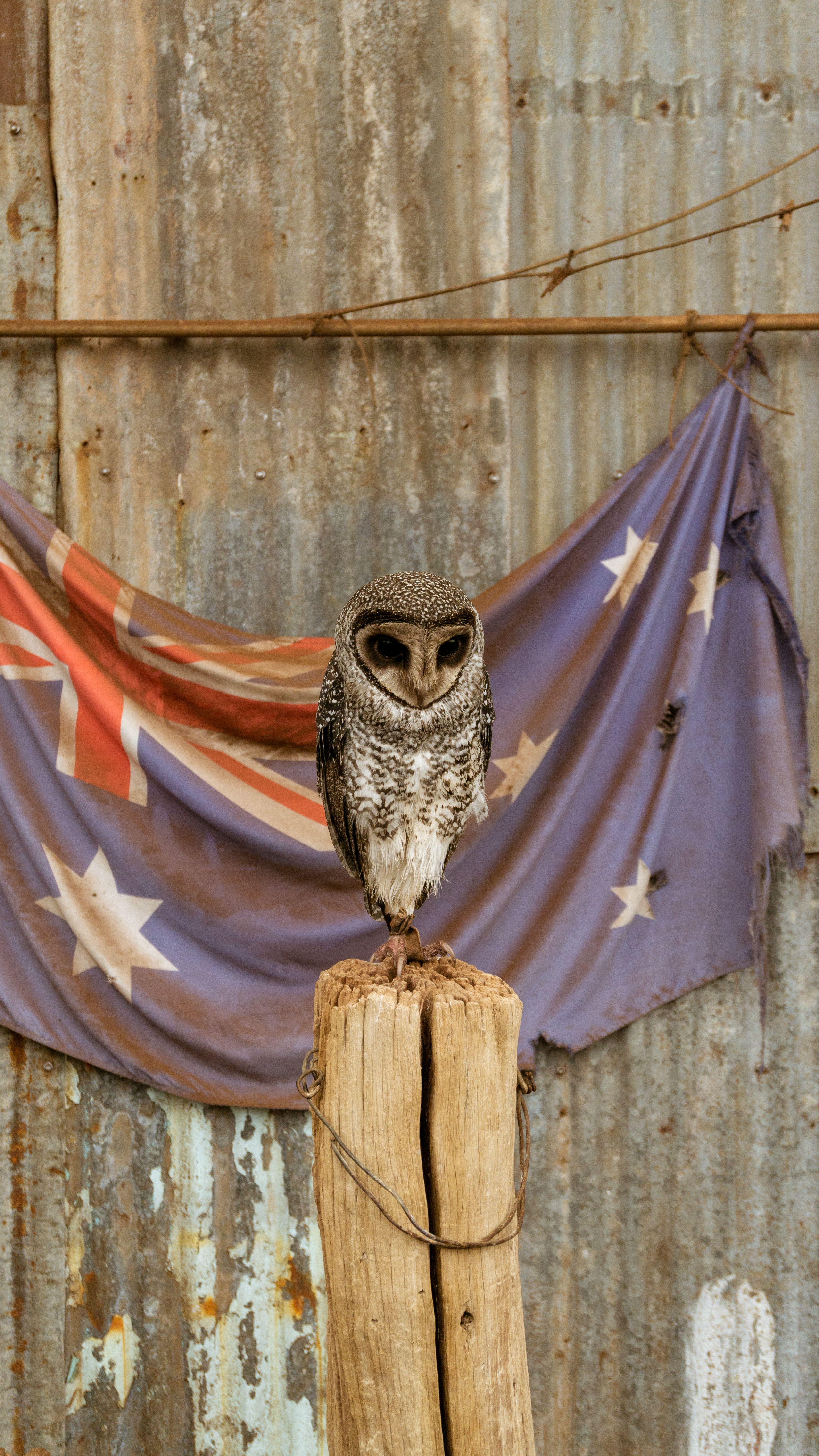 Pissed off owl