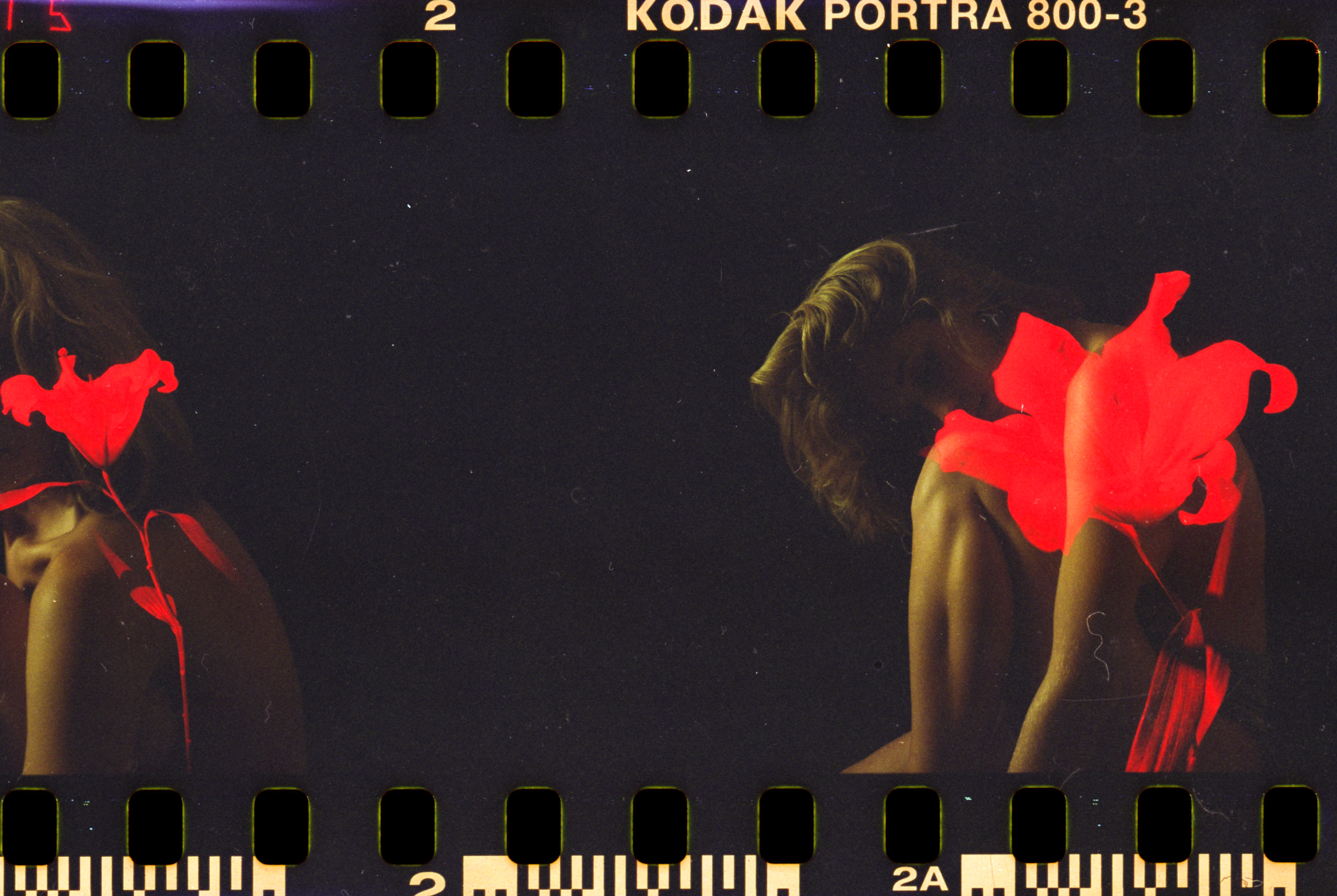 flora & fauna series 006