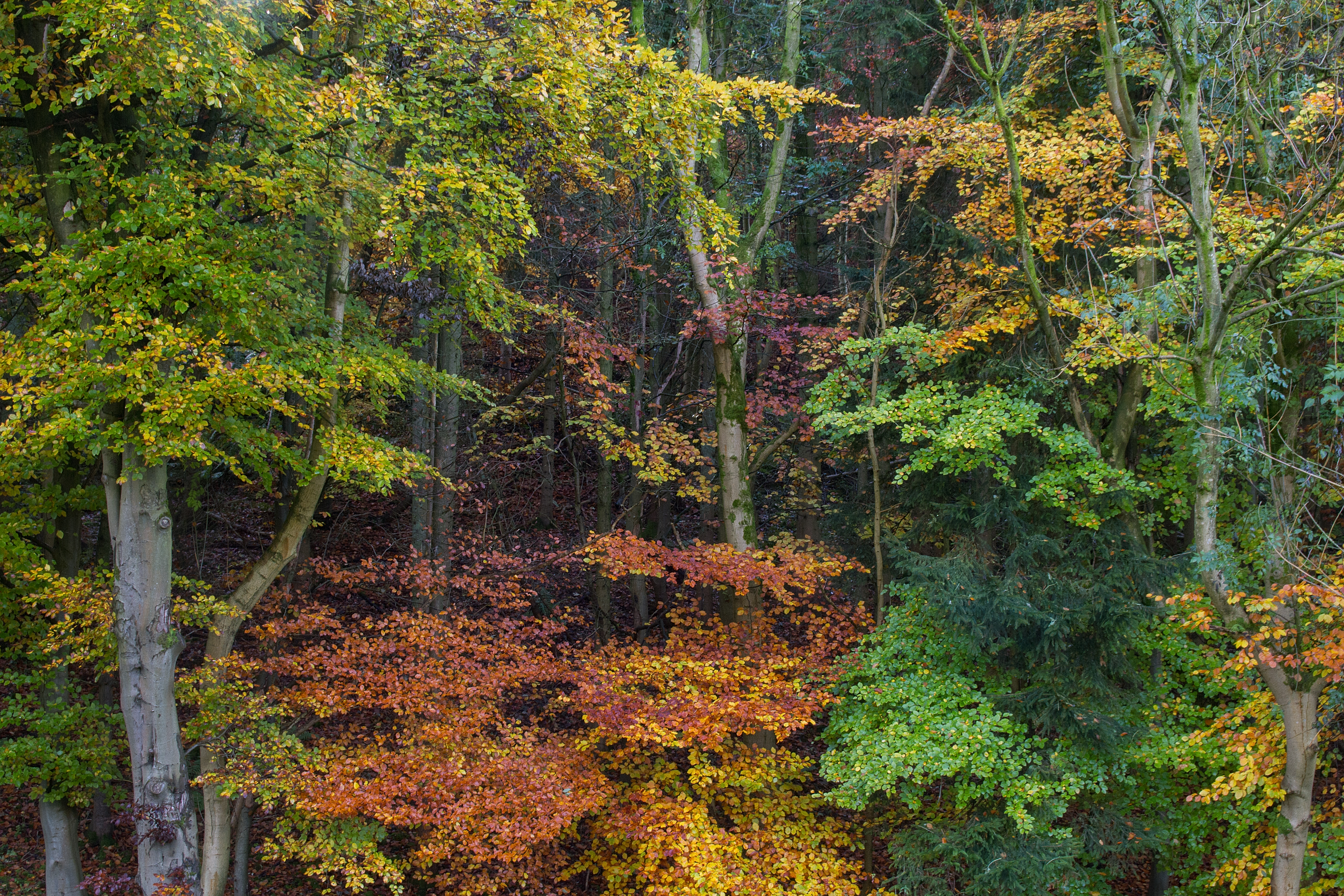 Autumn Splash #23