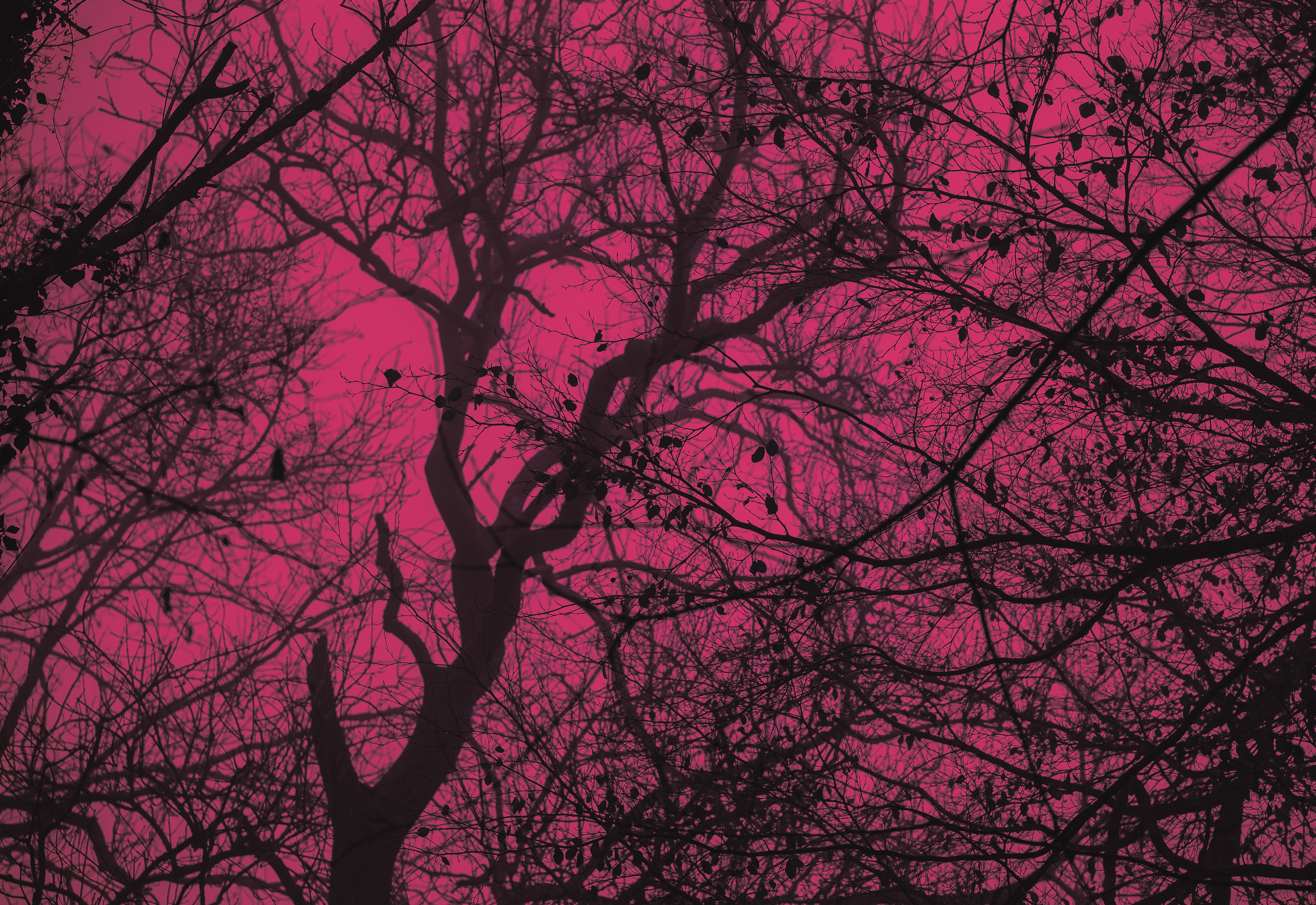 Details of a tree in pink