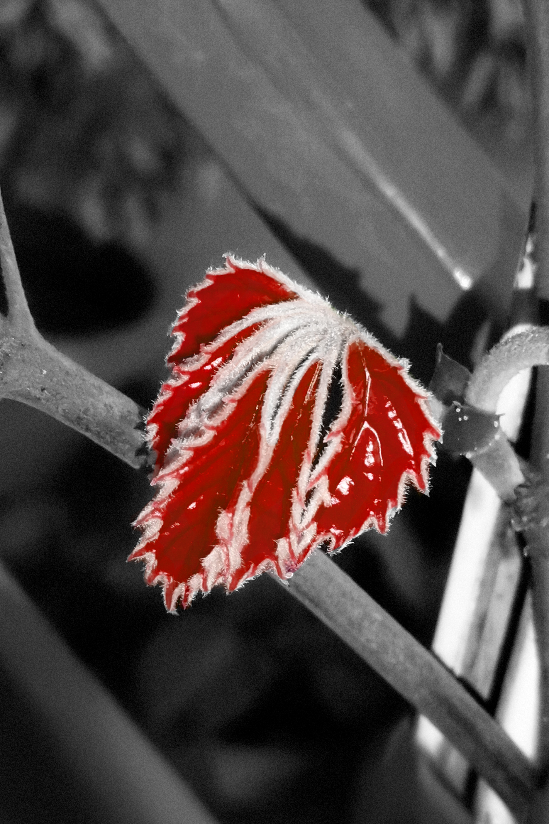 Sprout #39