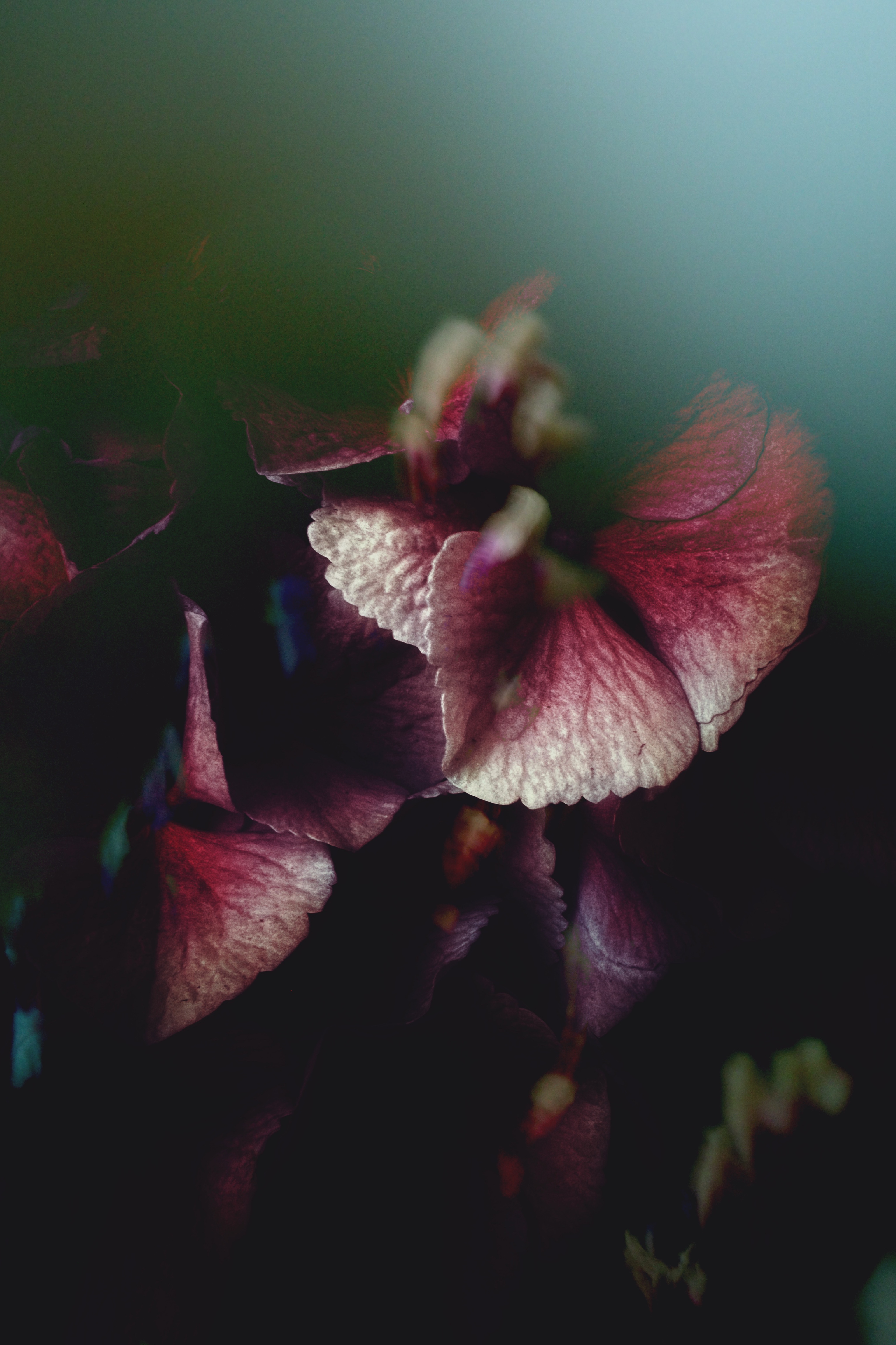 Fog & Flora