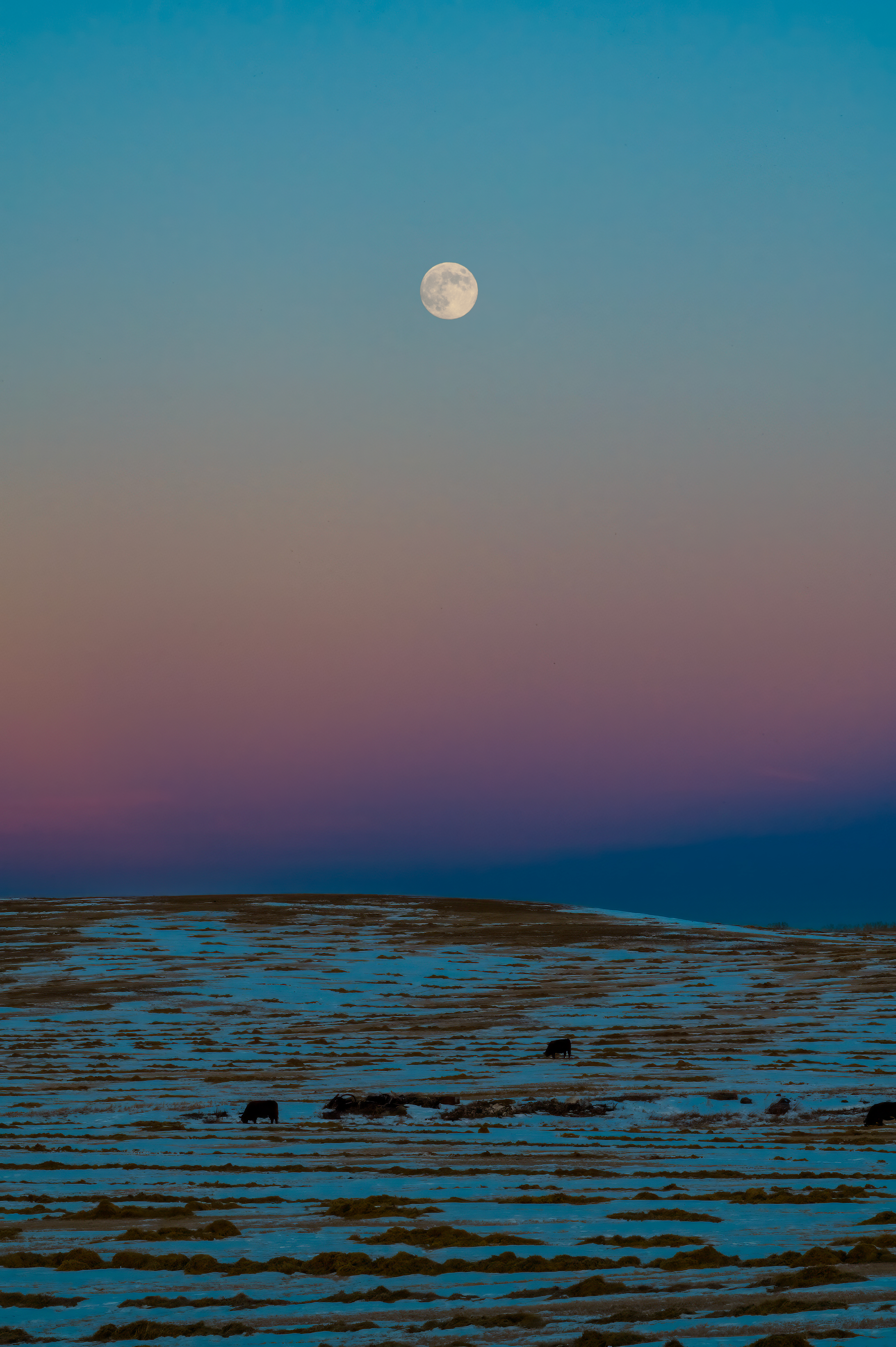 Cows walk under the moon. #21
