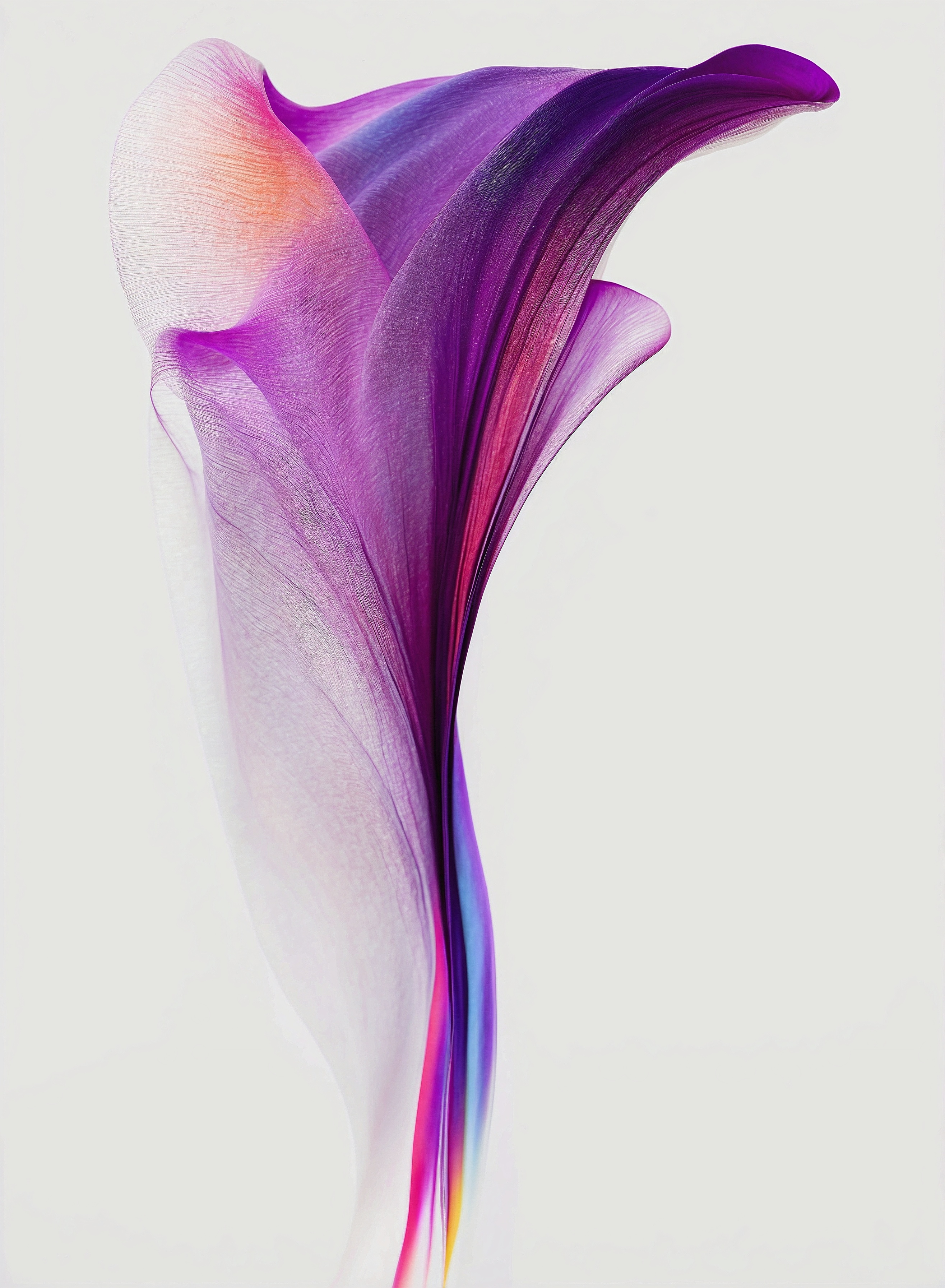 Purple Lily