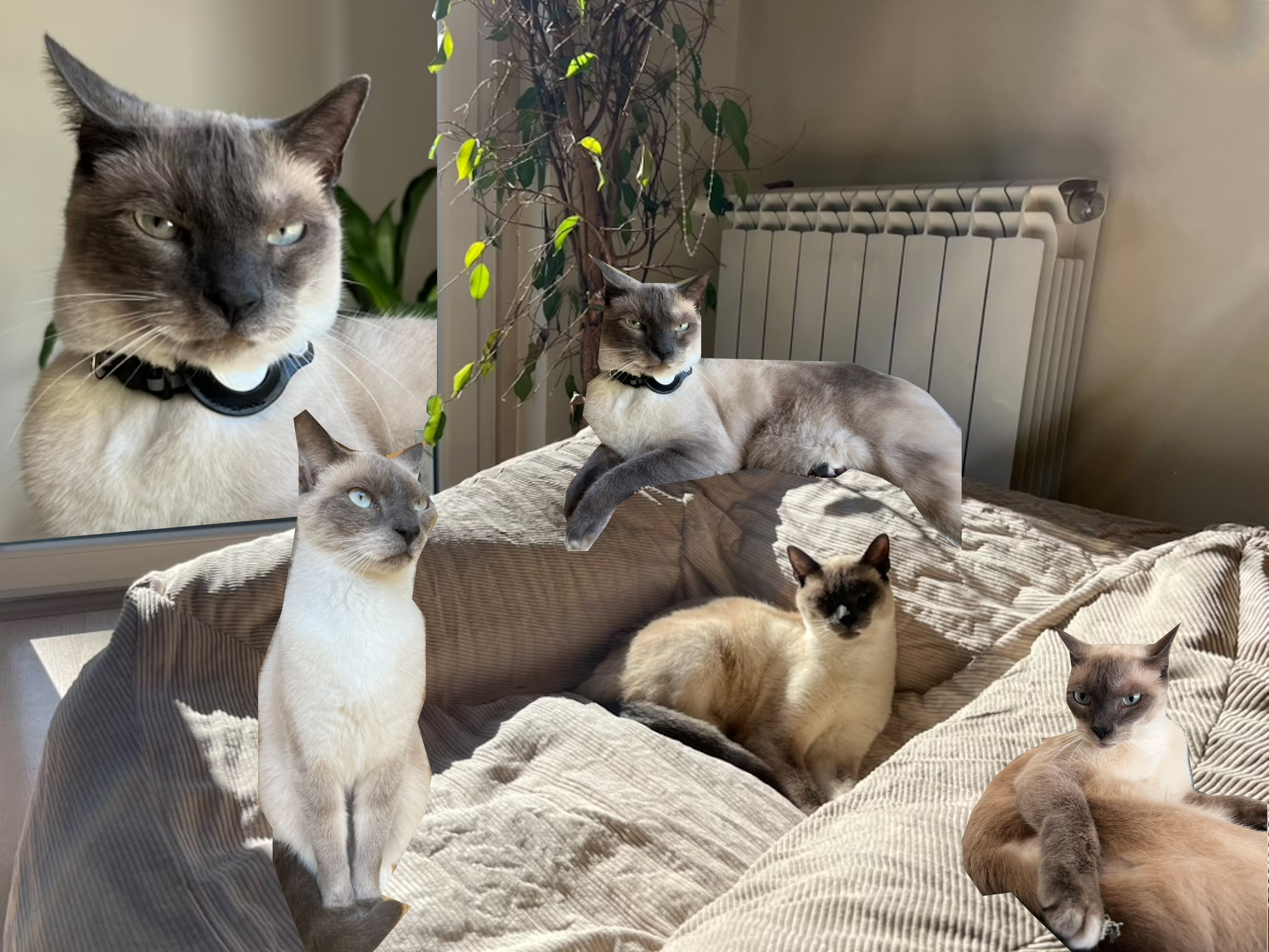 catception 2