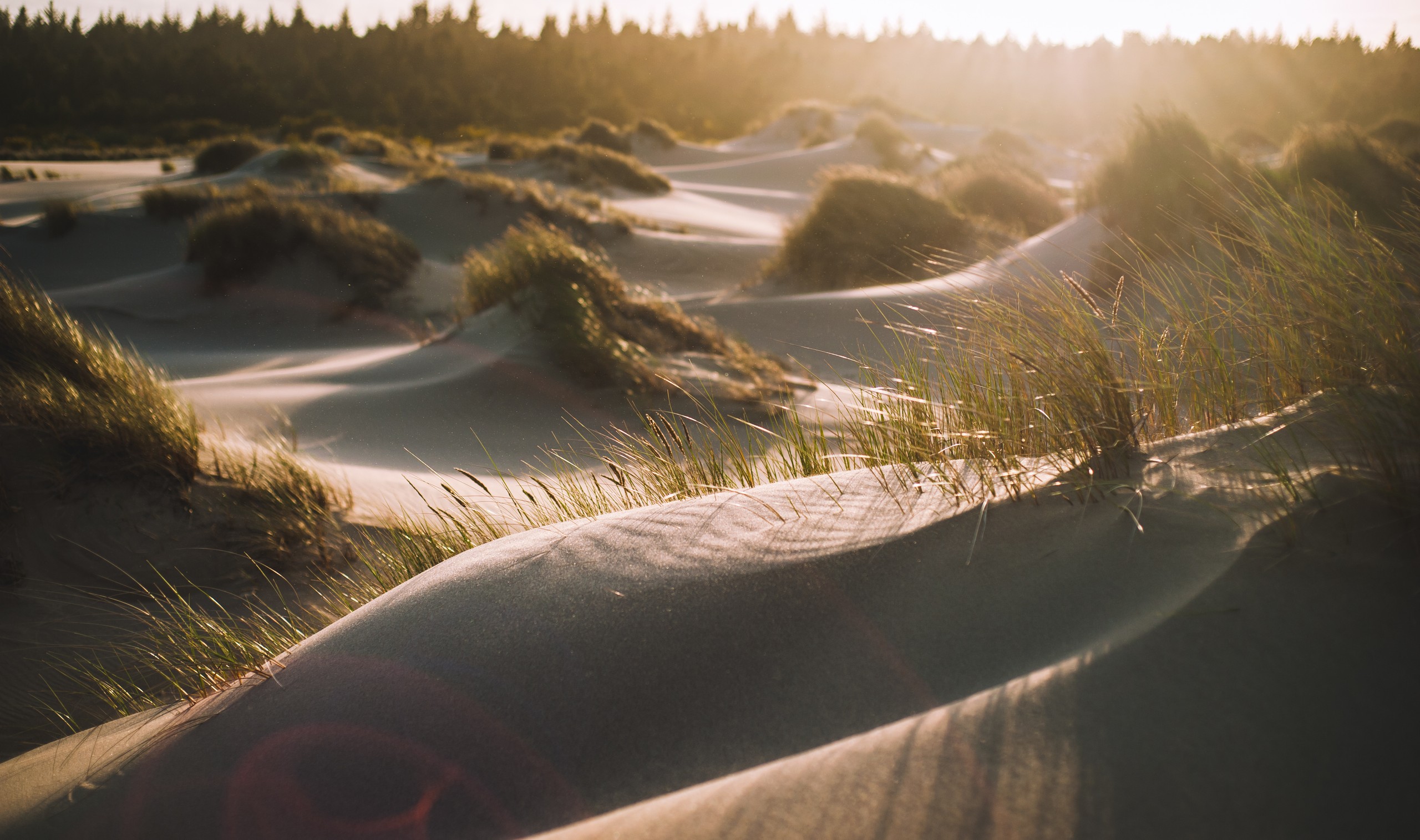 Oregon Dunes - 01