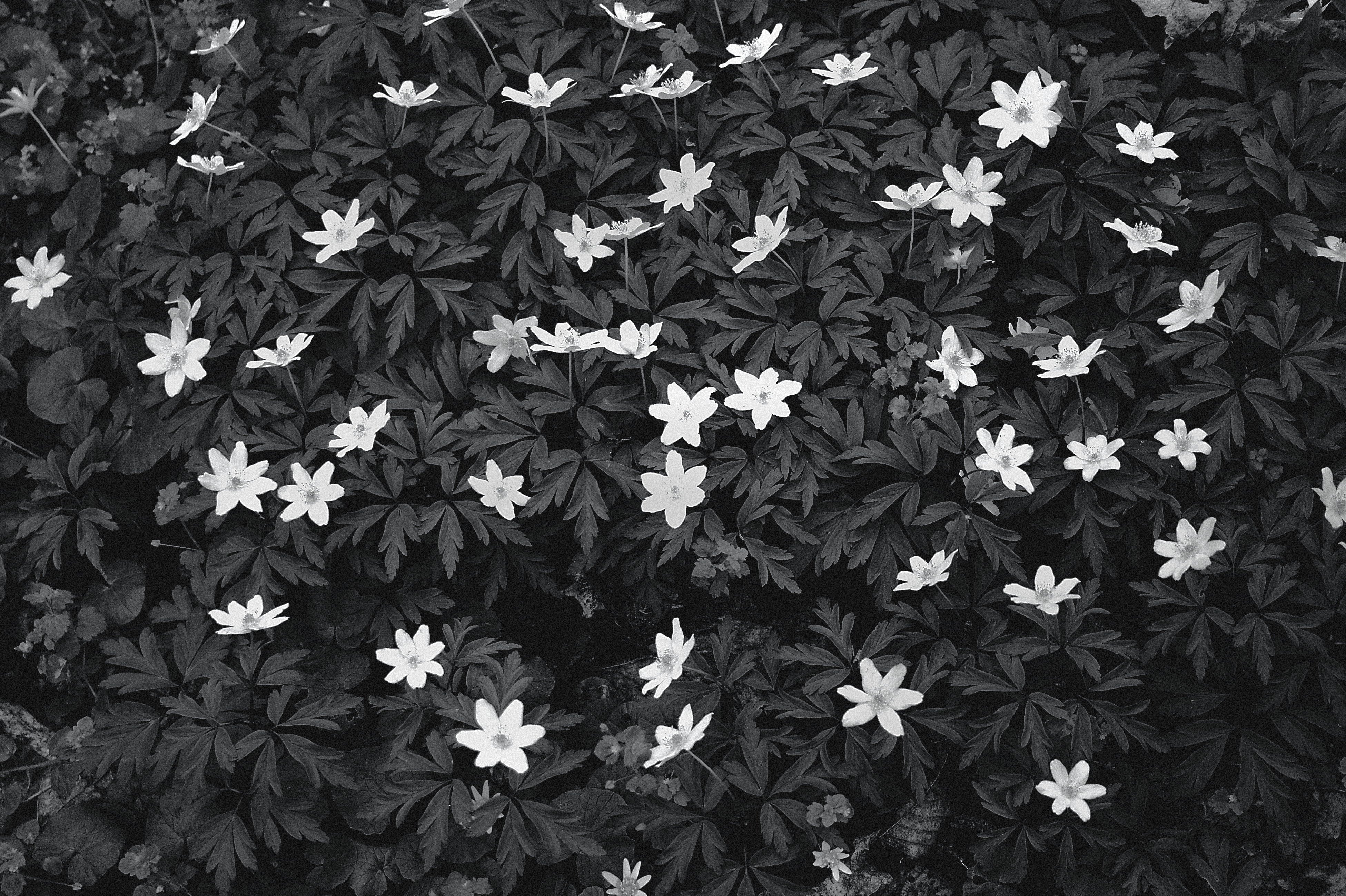 Anemones