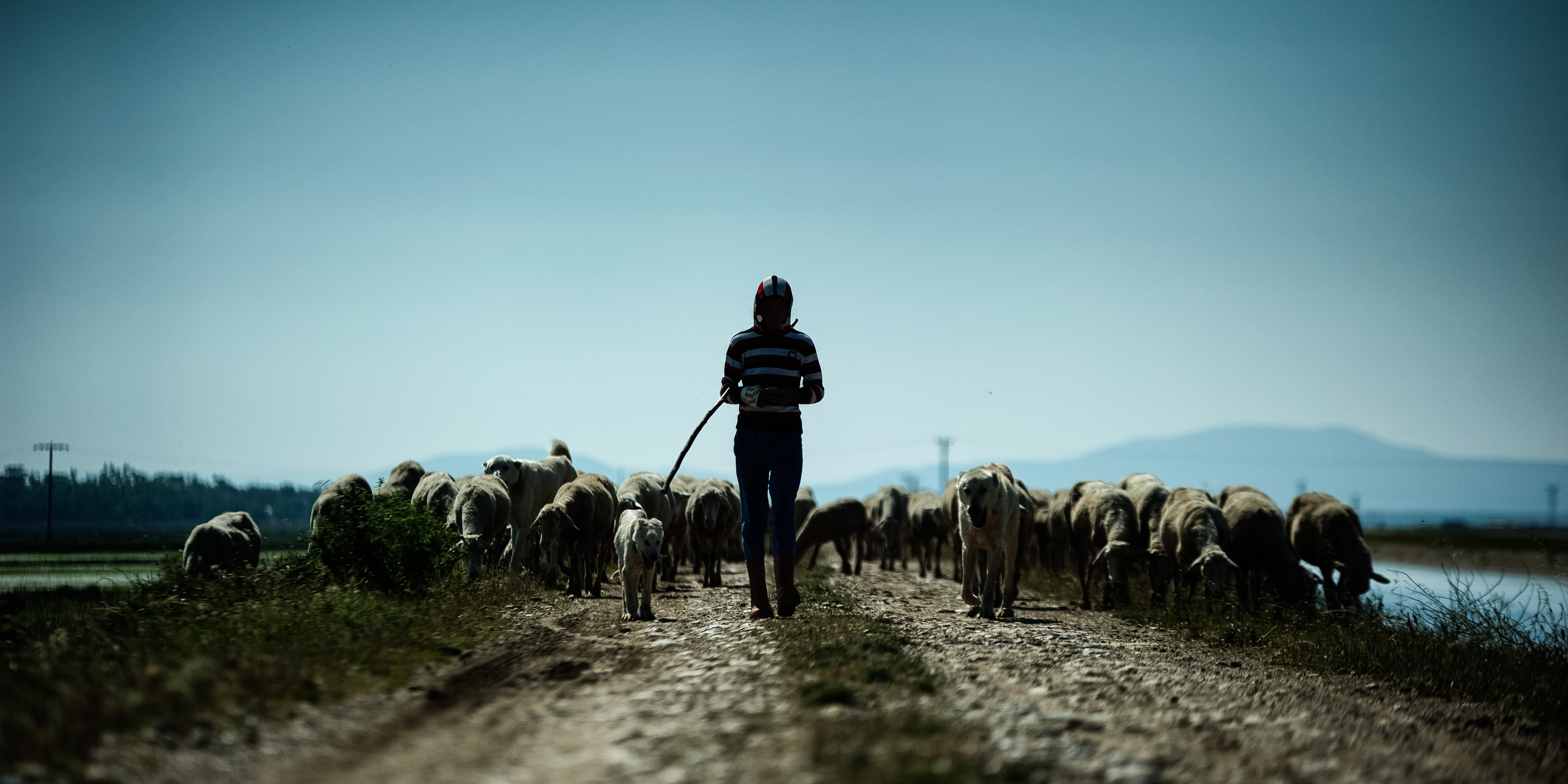 The Shepherd
