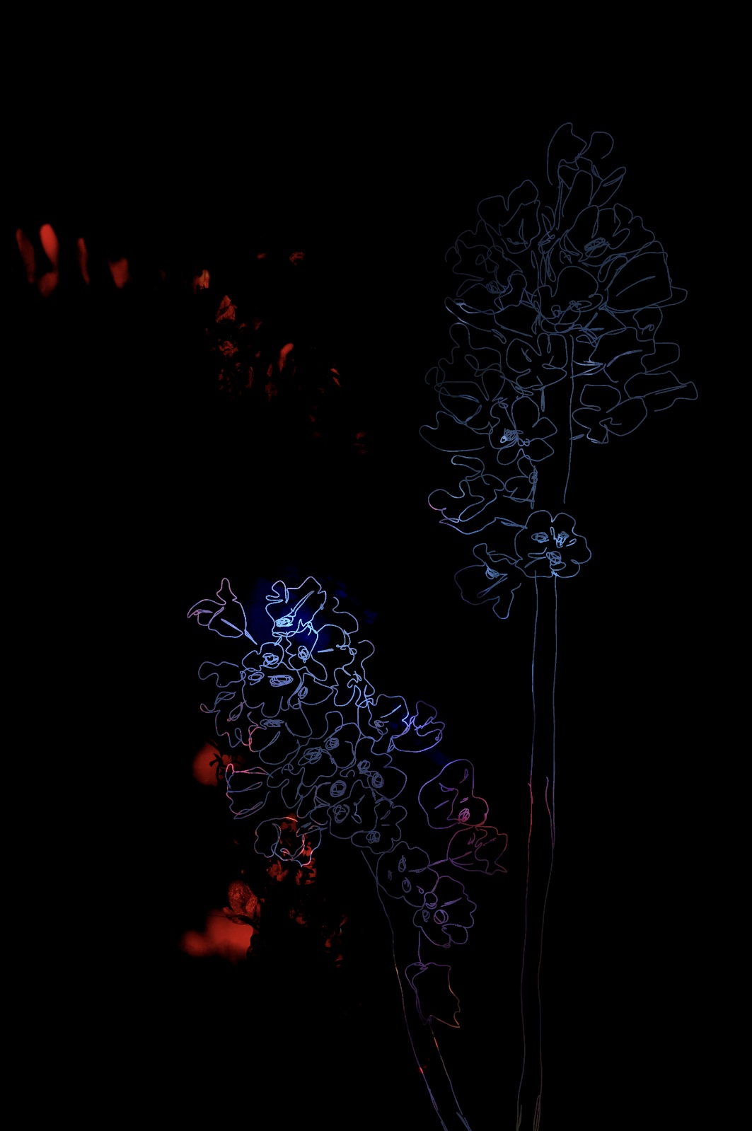 Inverted Ghosts