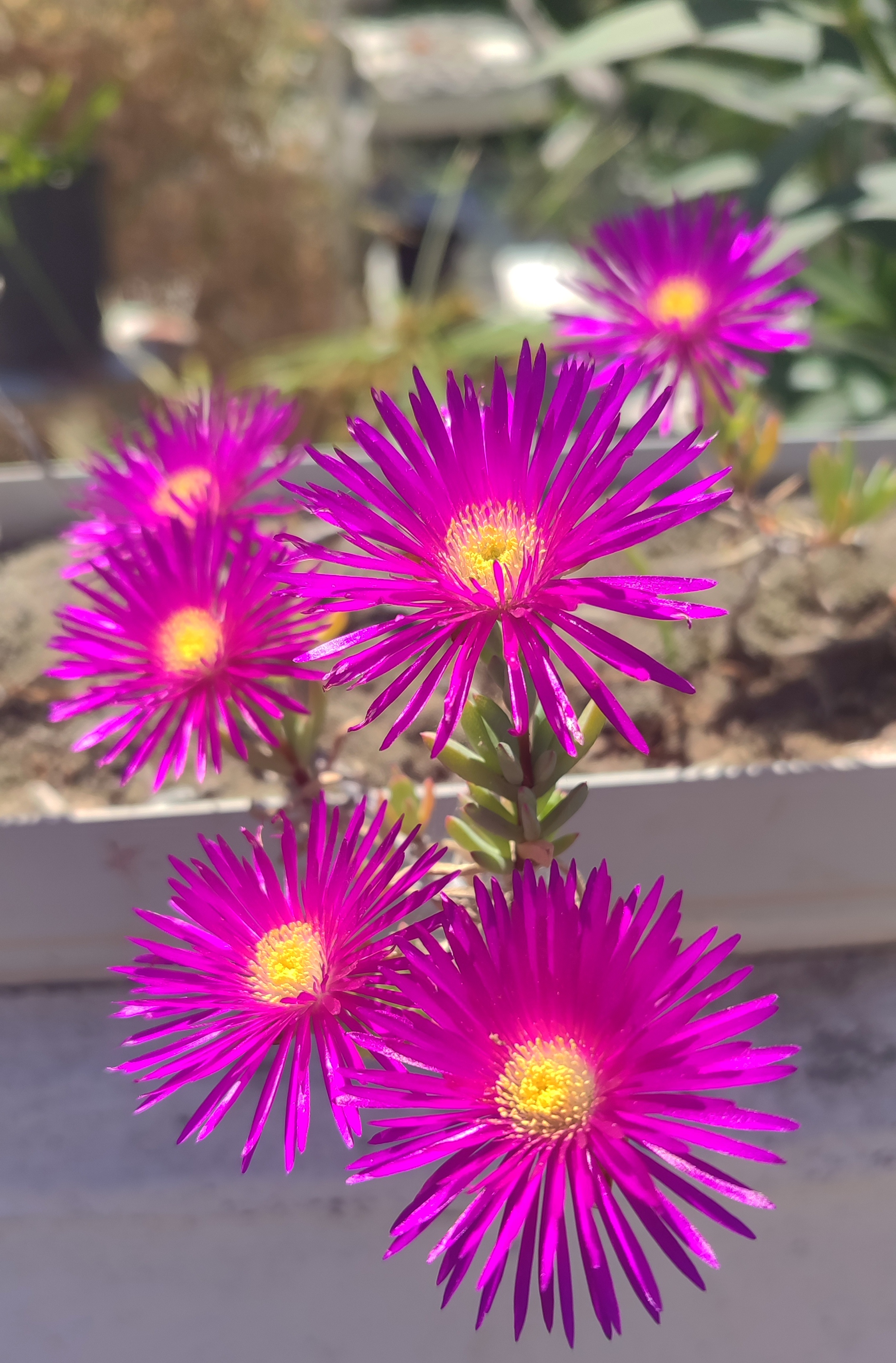 Flower #503