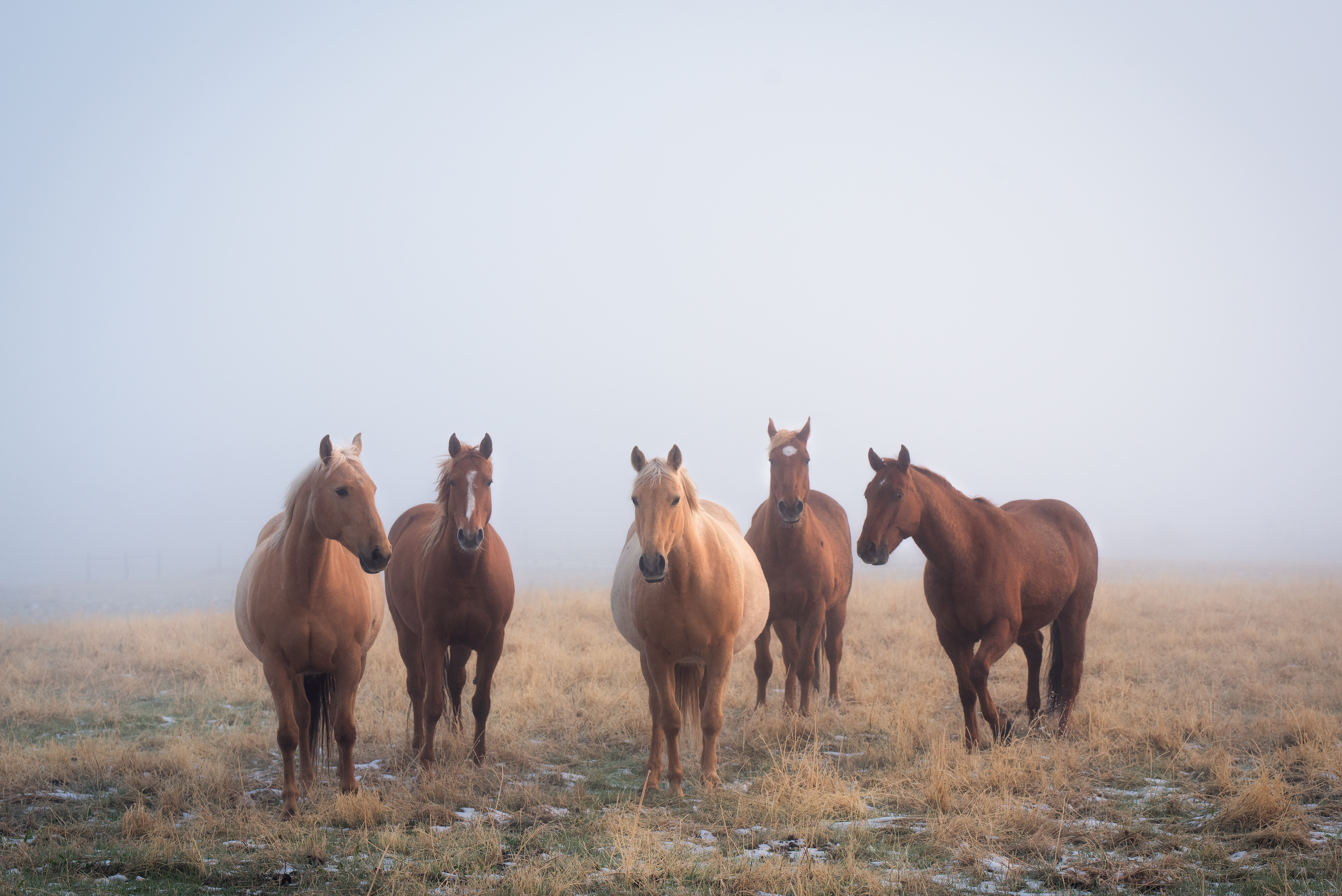 Mystic Herd