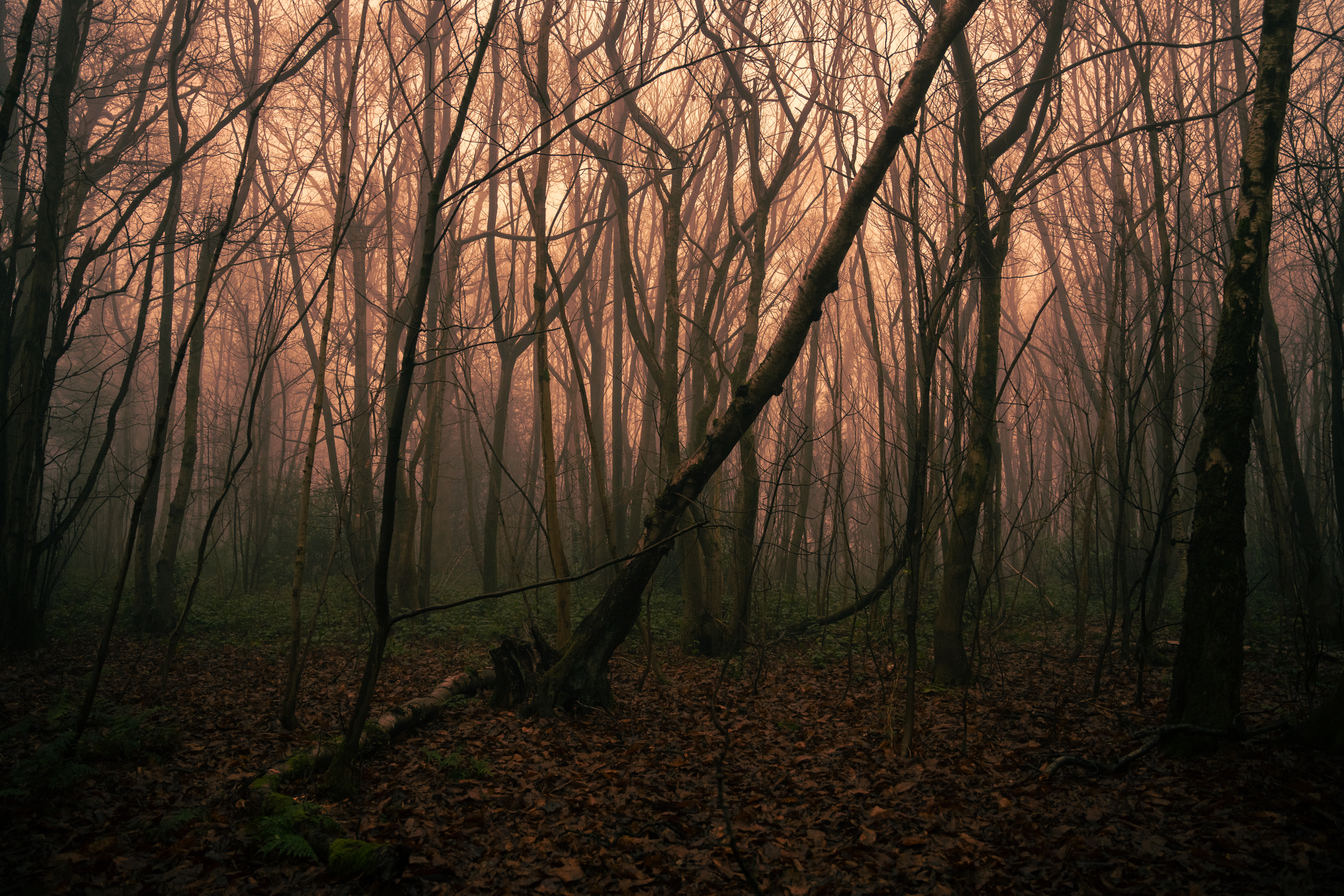 Walks through the woods