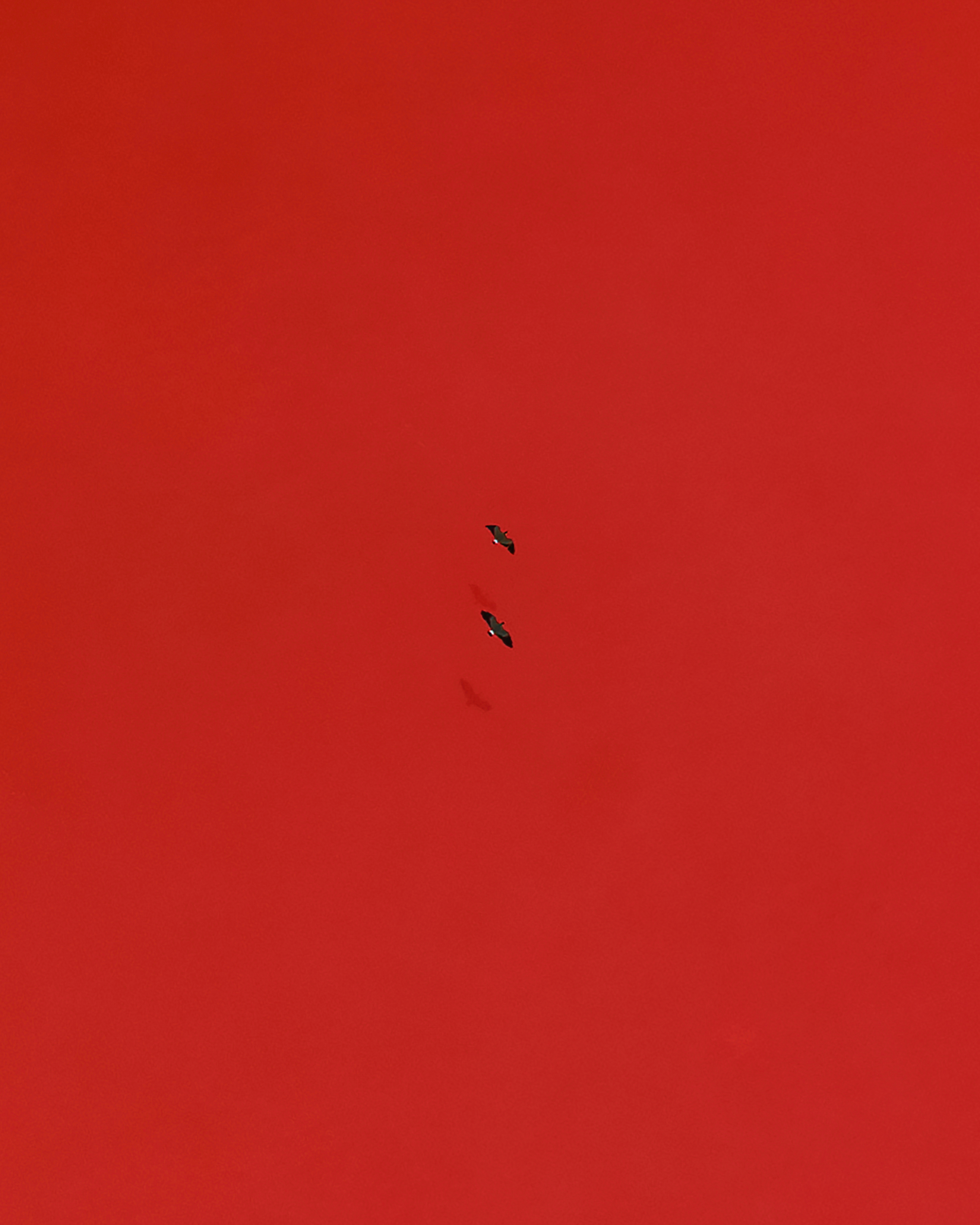 Birds of a feather