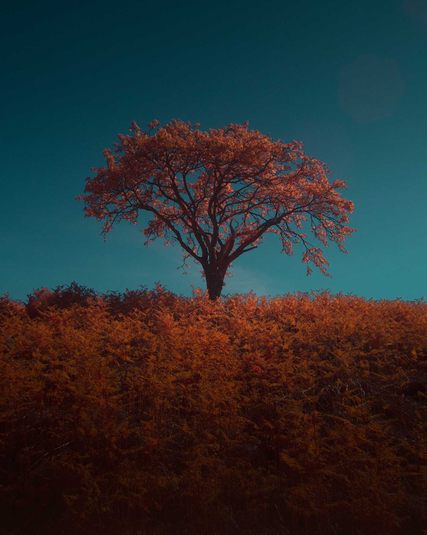 Dartmoor infrared