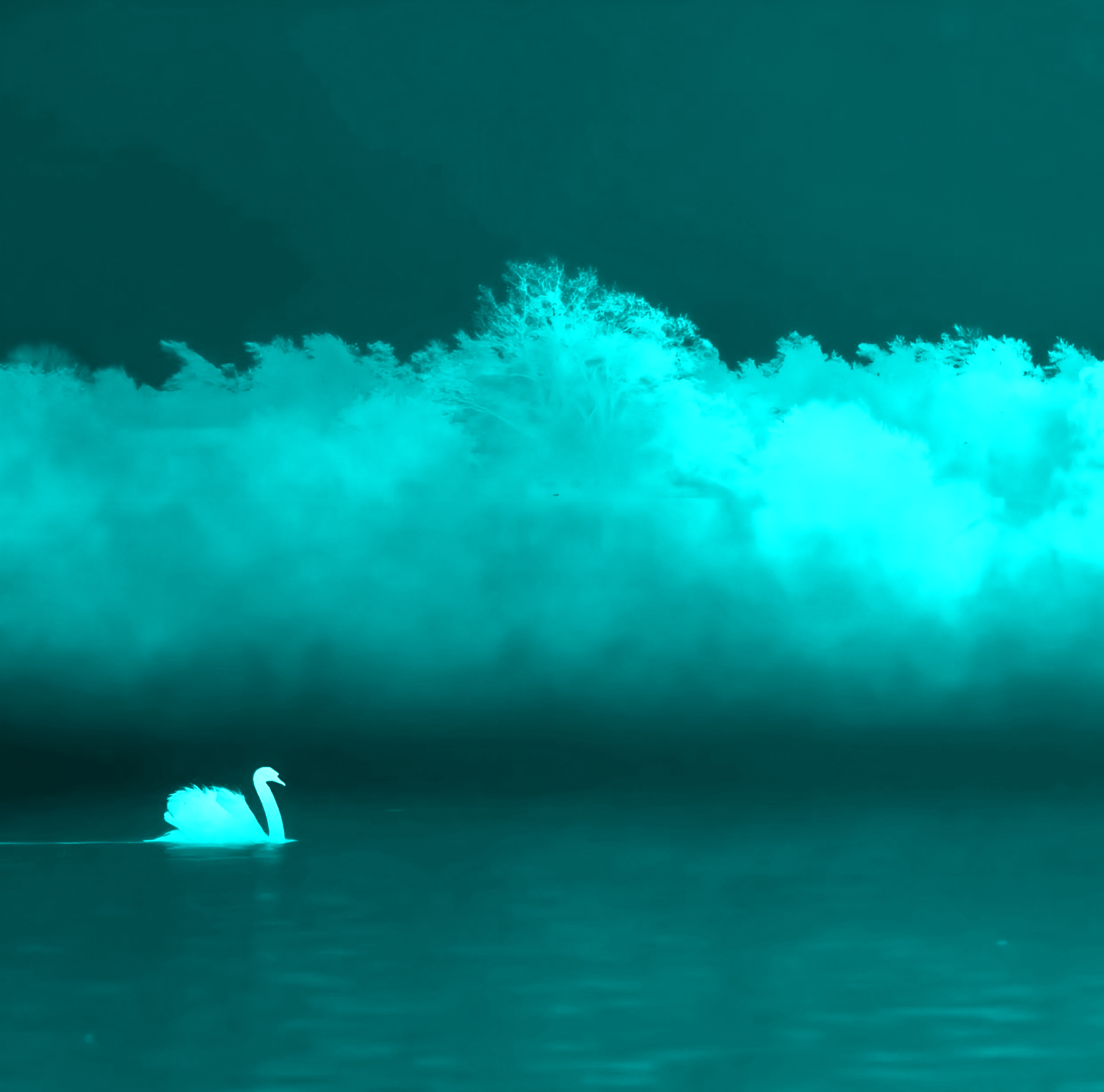 Just a swan