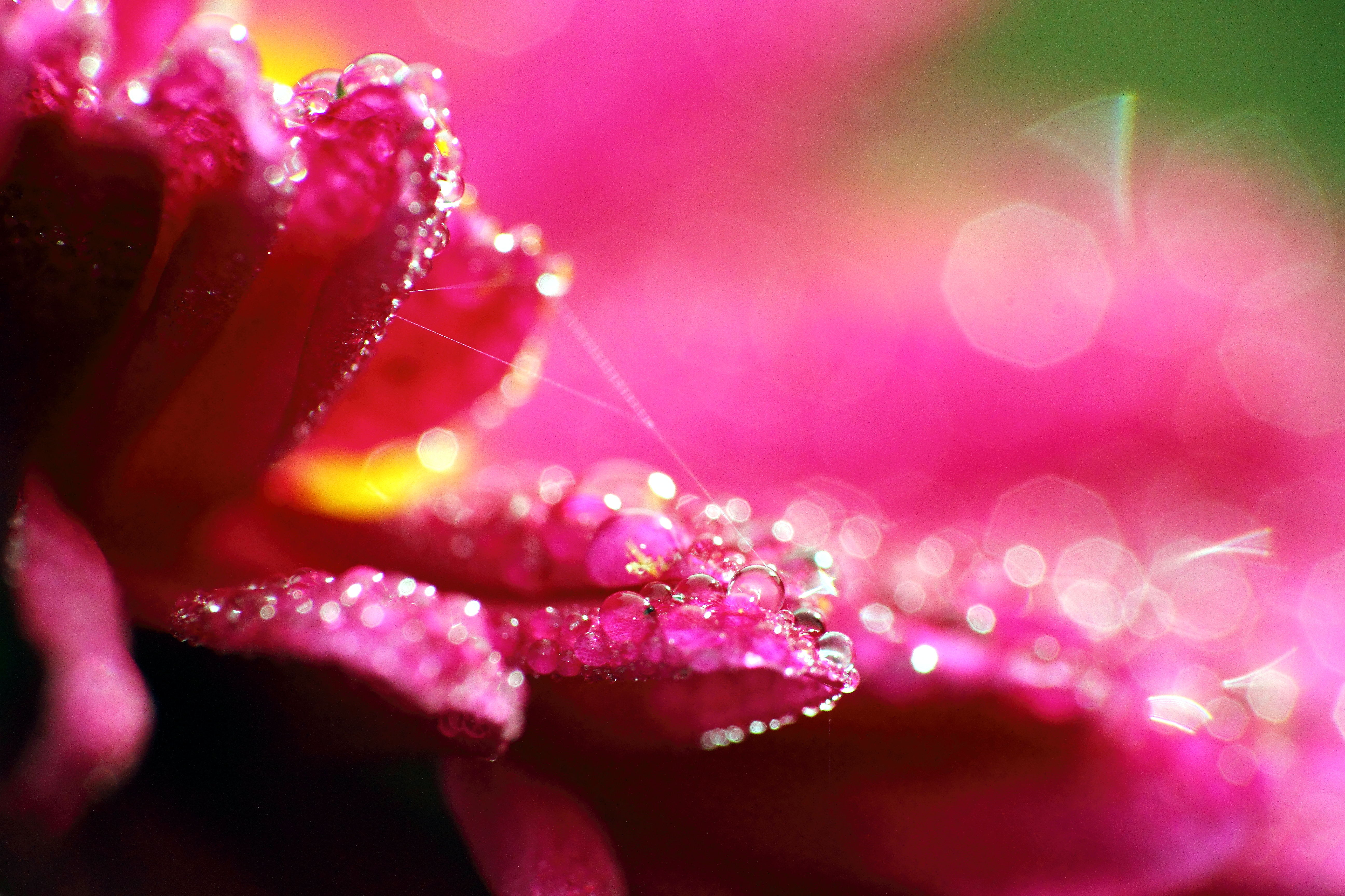 Jewels of the Morning