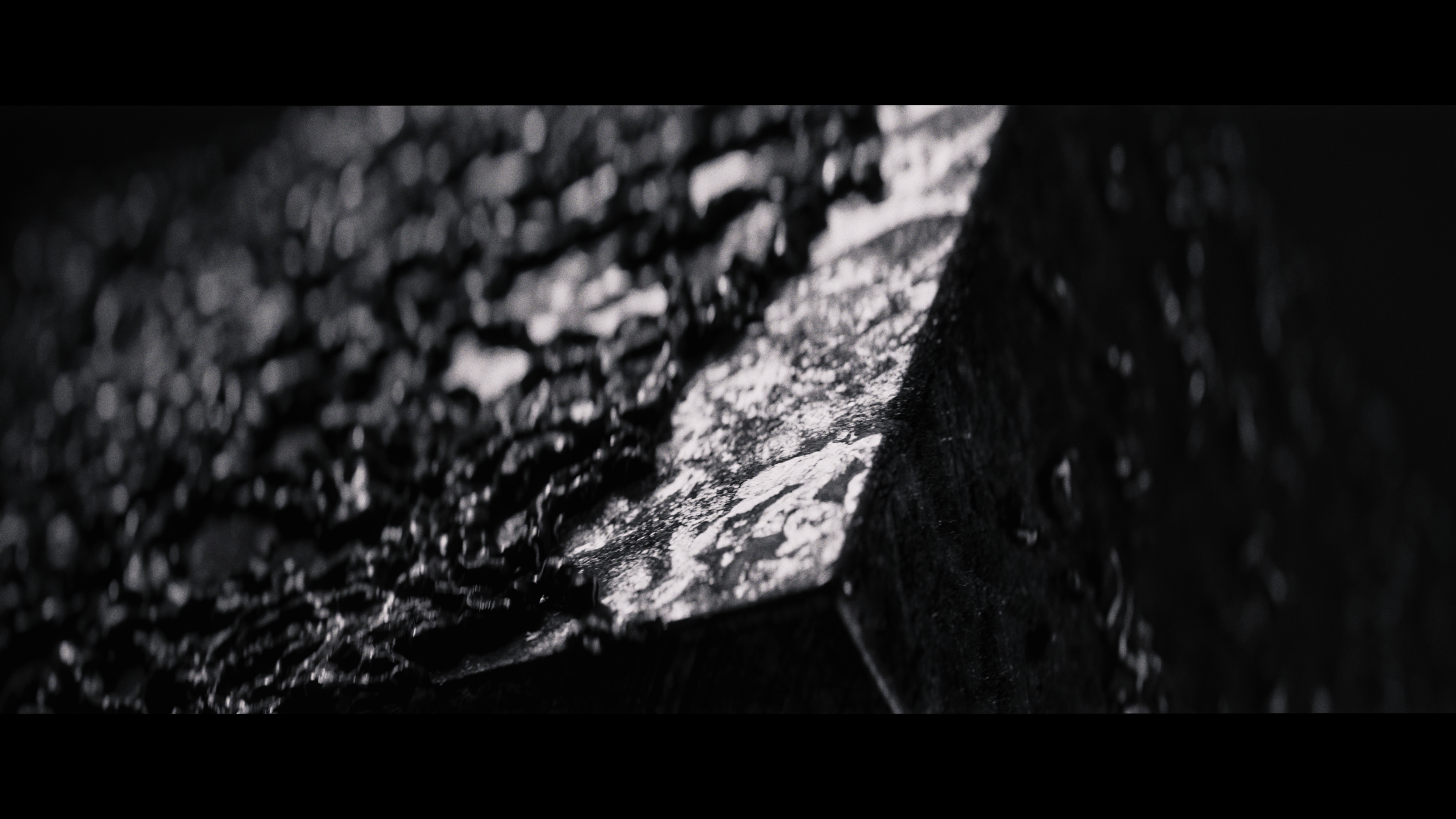 /ROOTS_rising