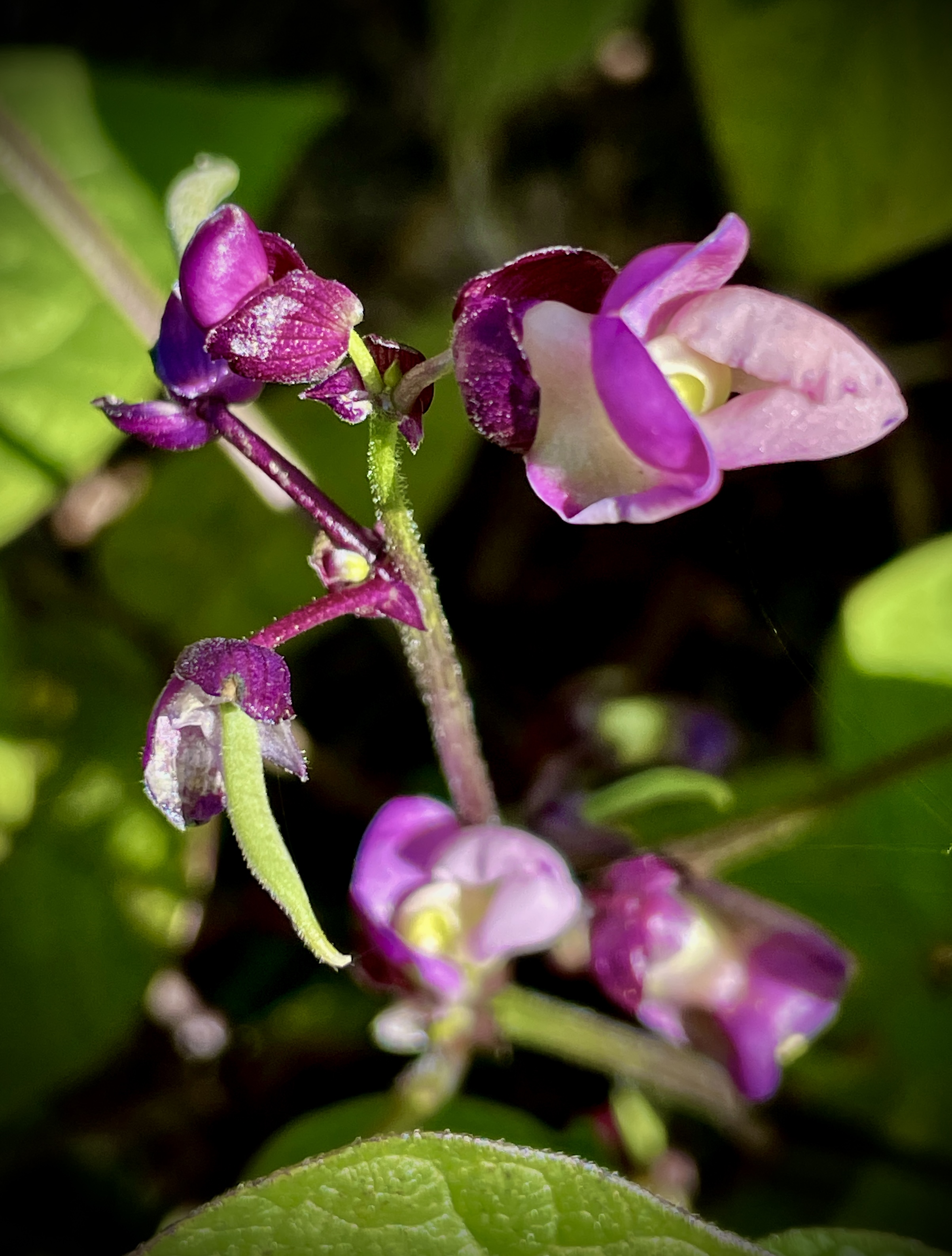 Process: Floral Transformation of the Purple Pole Bean