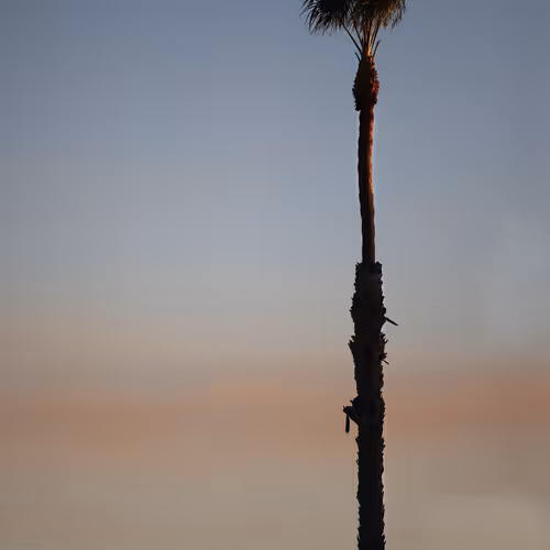 L.A. fires Skyline