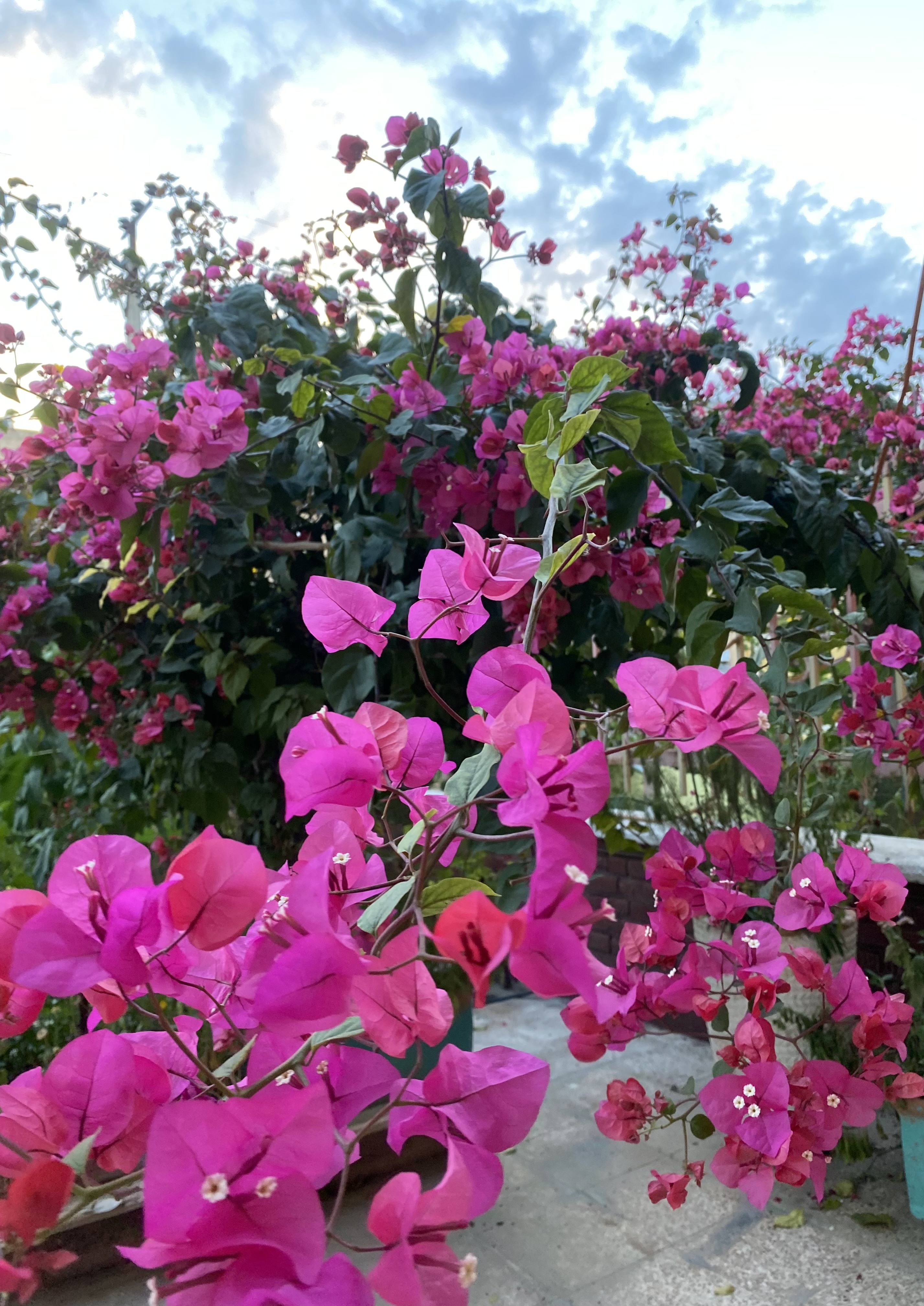 garden flowers #24