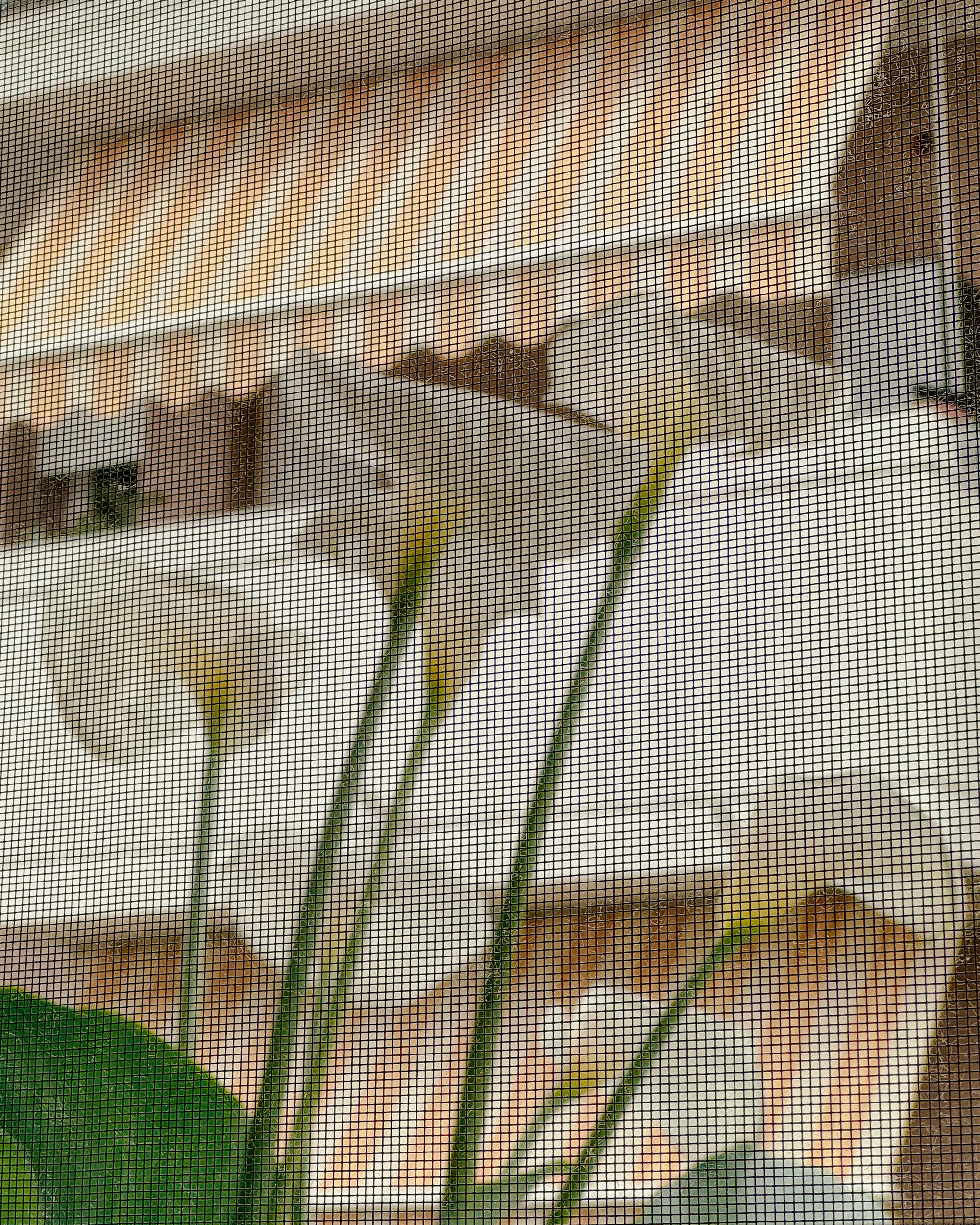 Callas