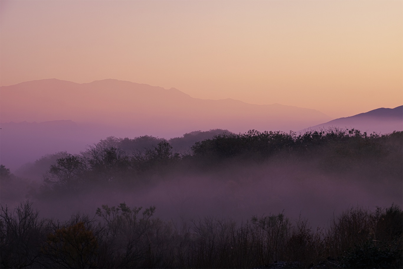 Purple Tranquility