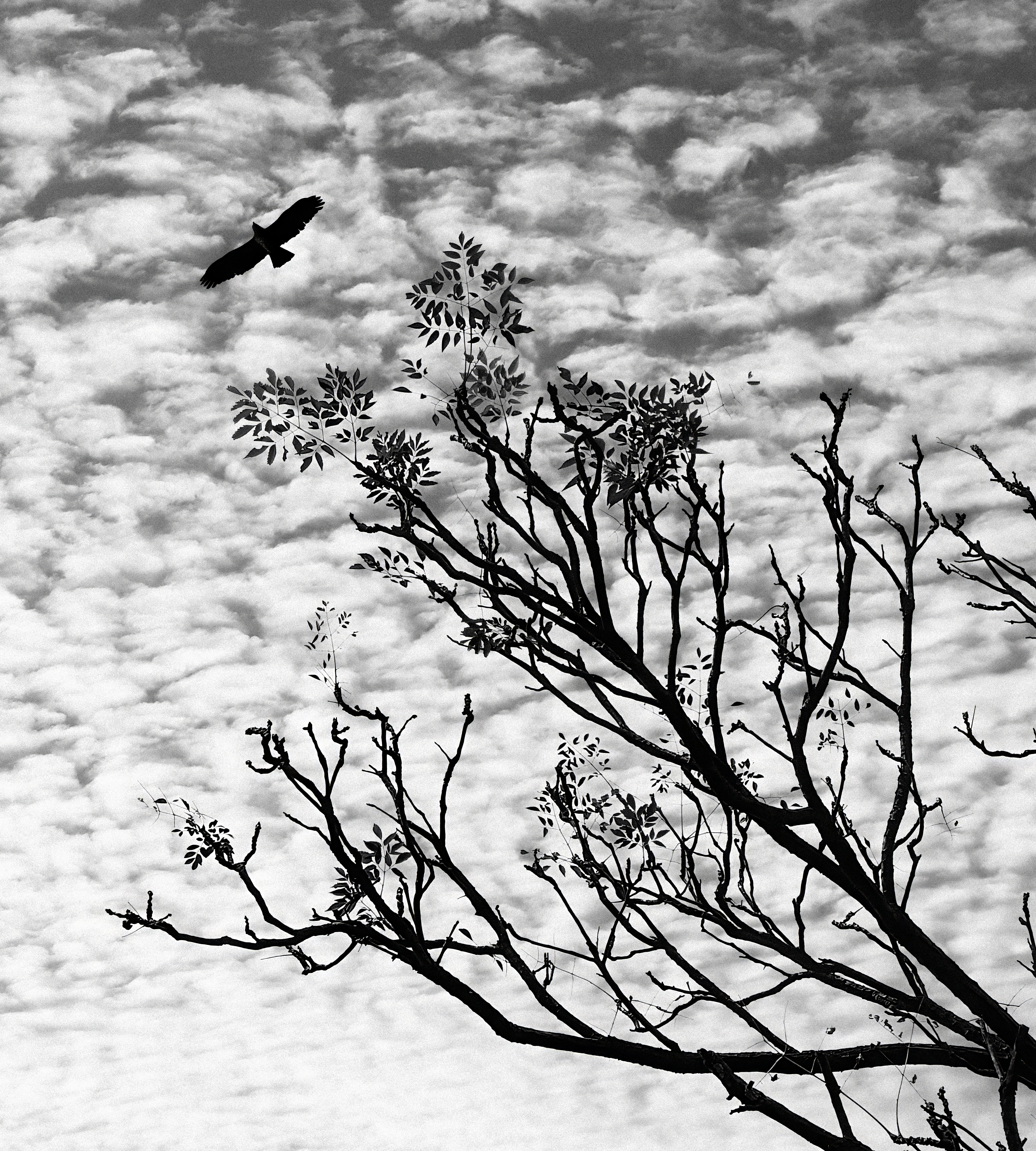 Leaving The Nest