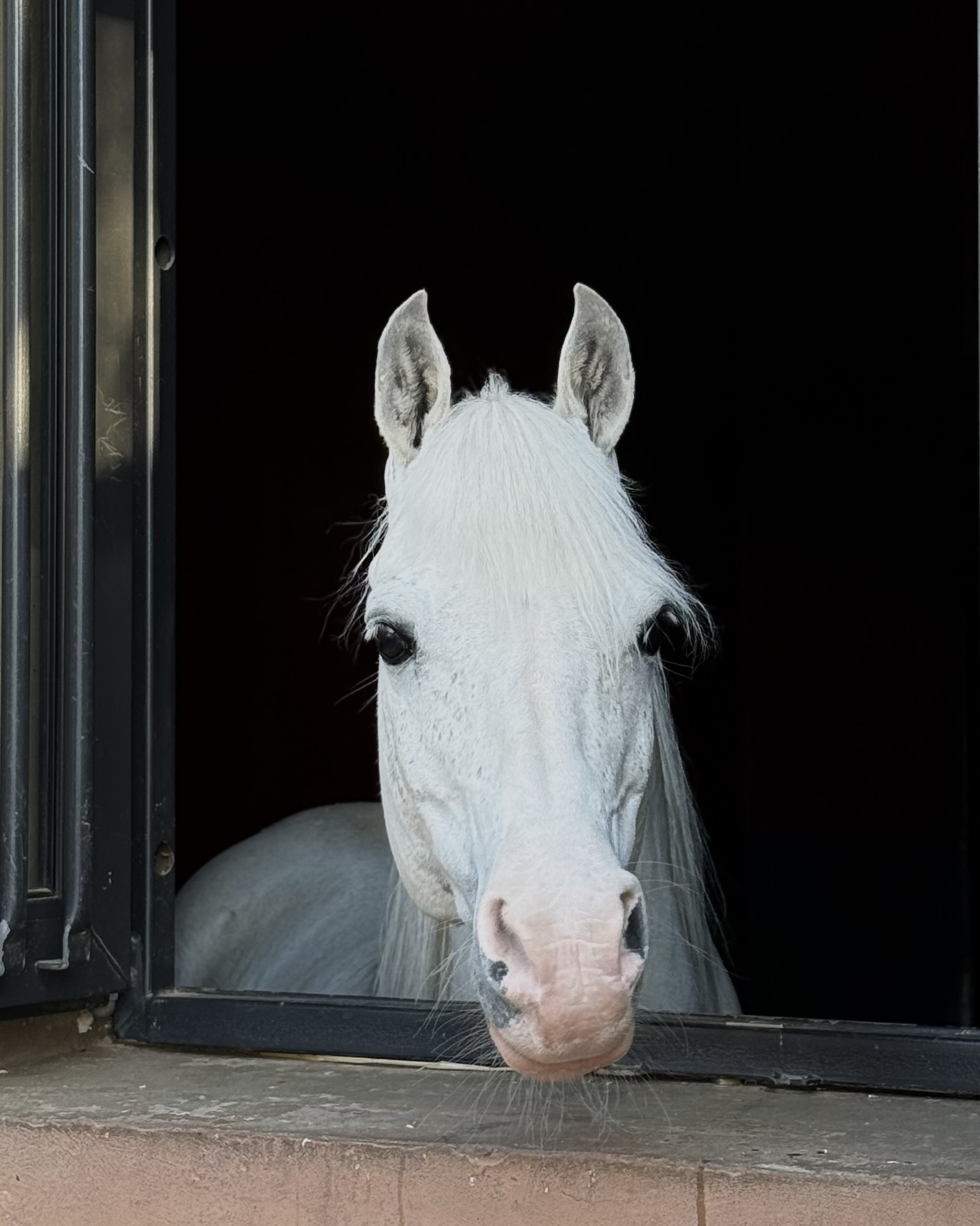 Horse facts