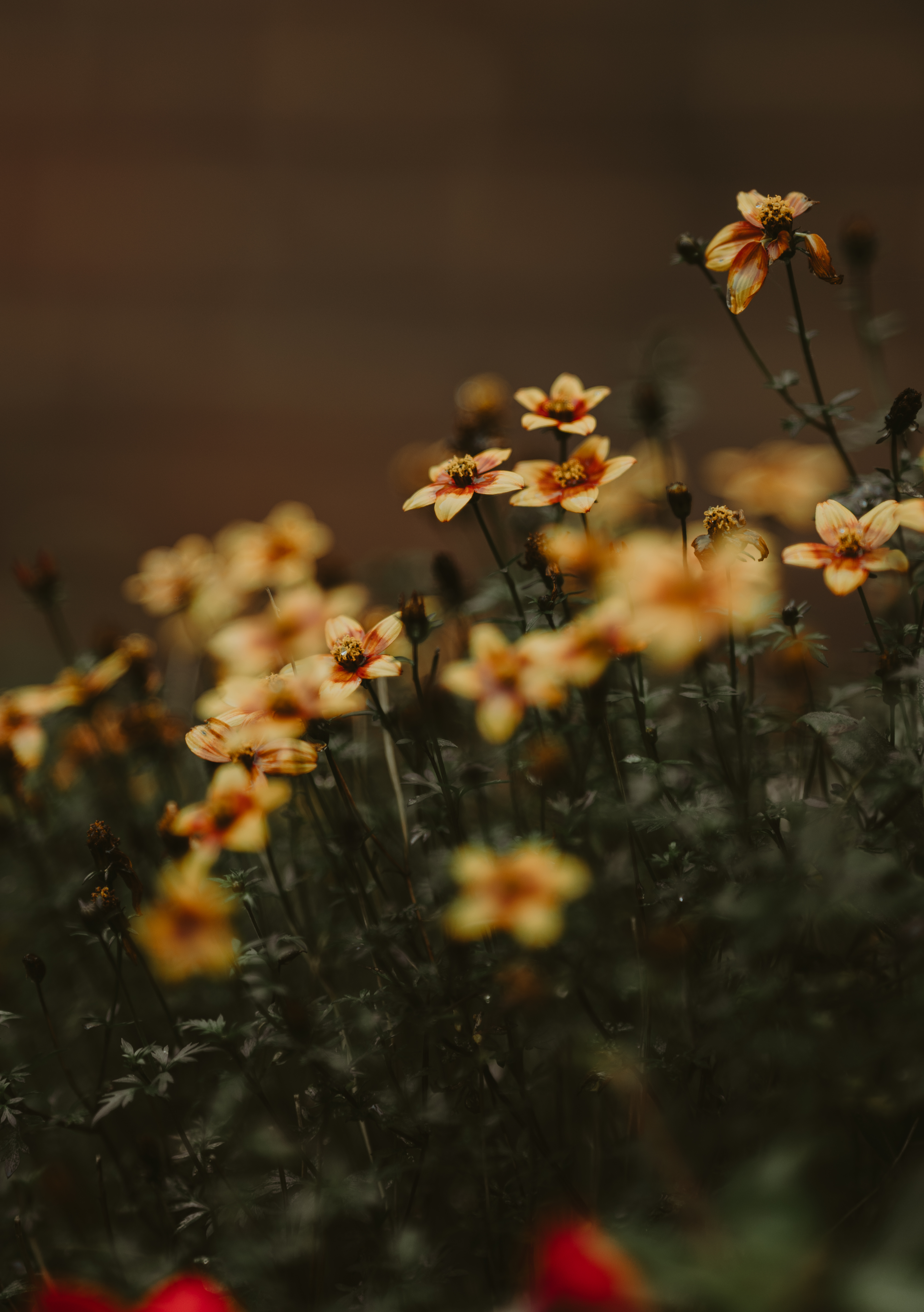 Flowers in the rain