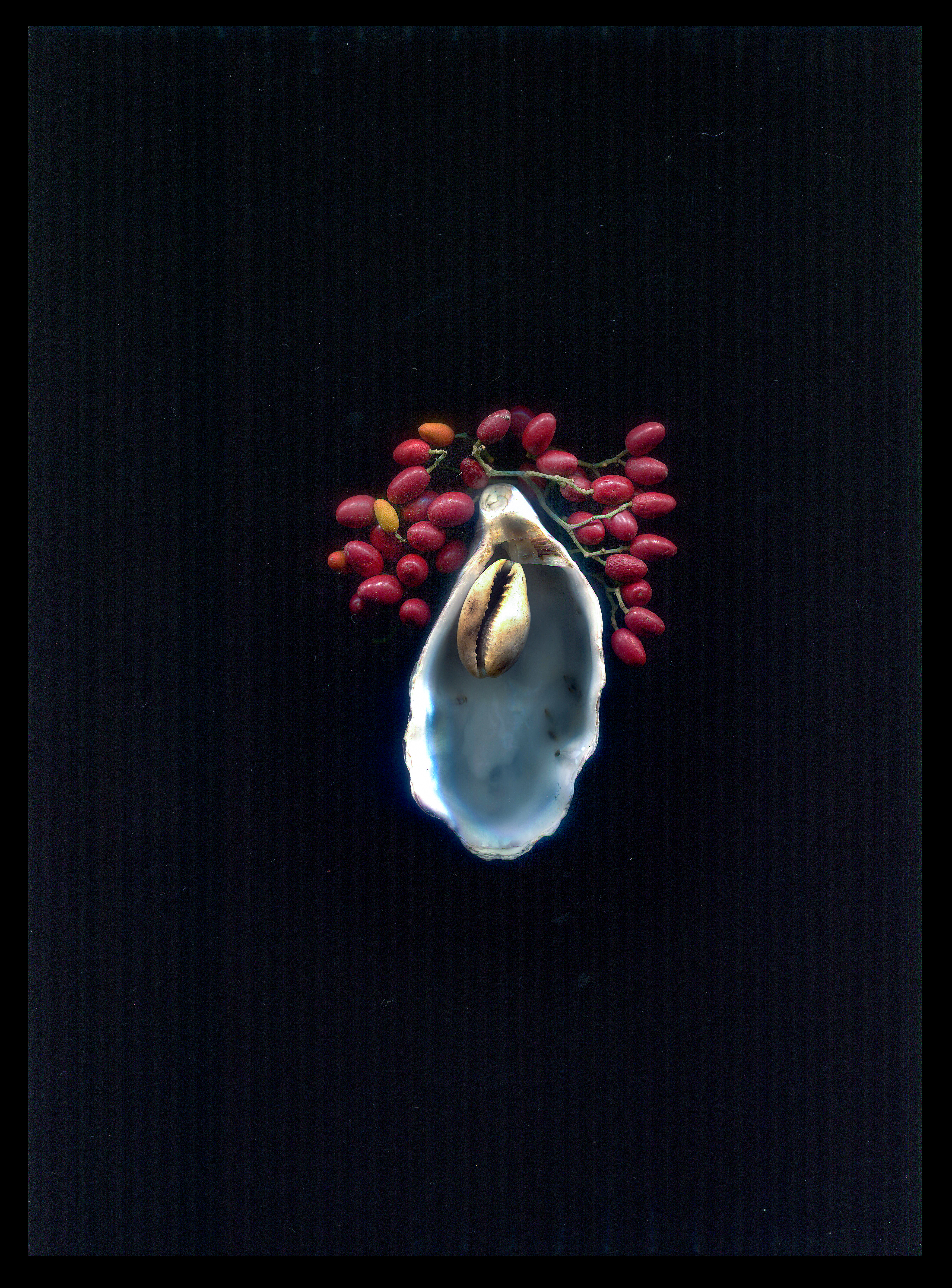 Oyster 5/12