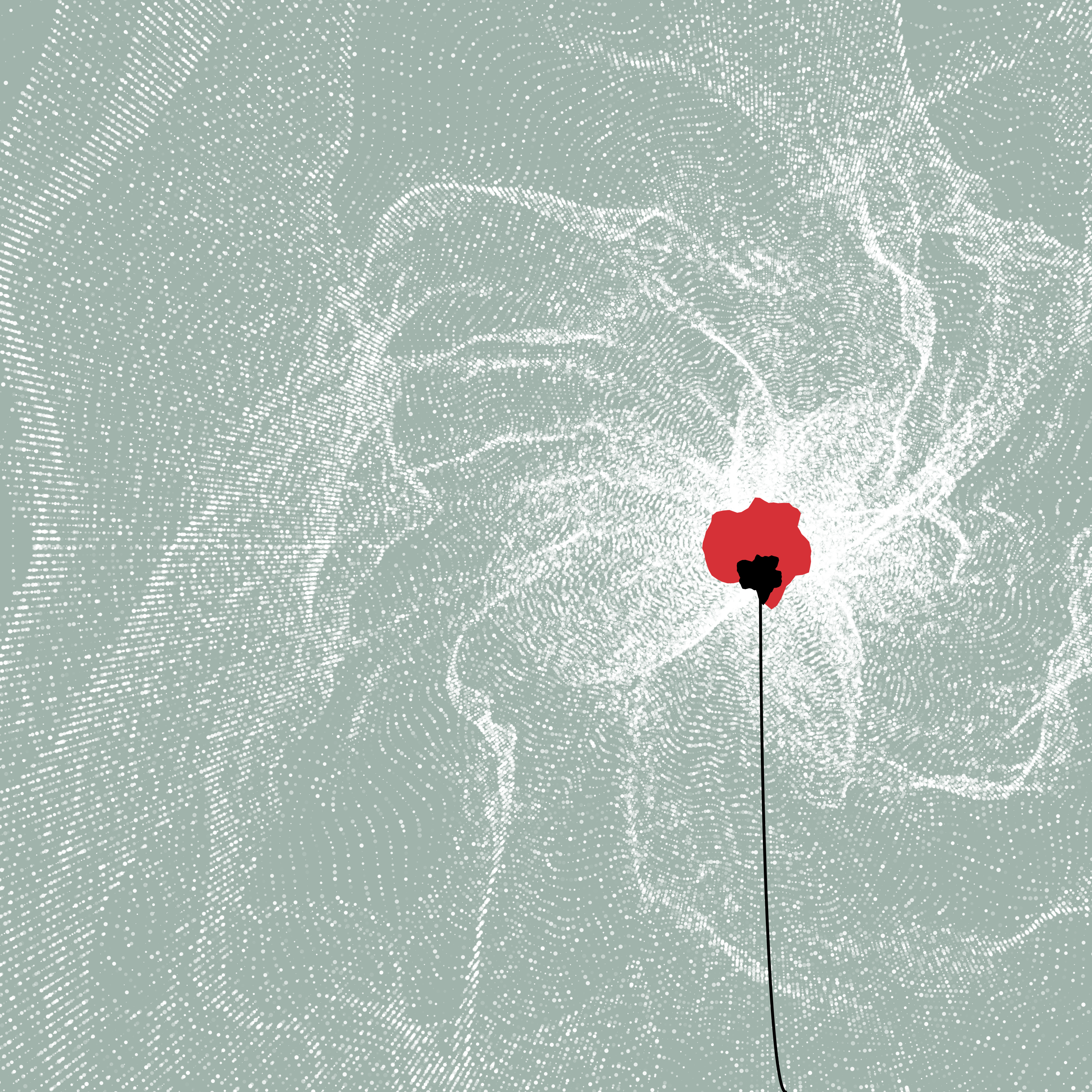 Red Poppy