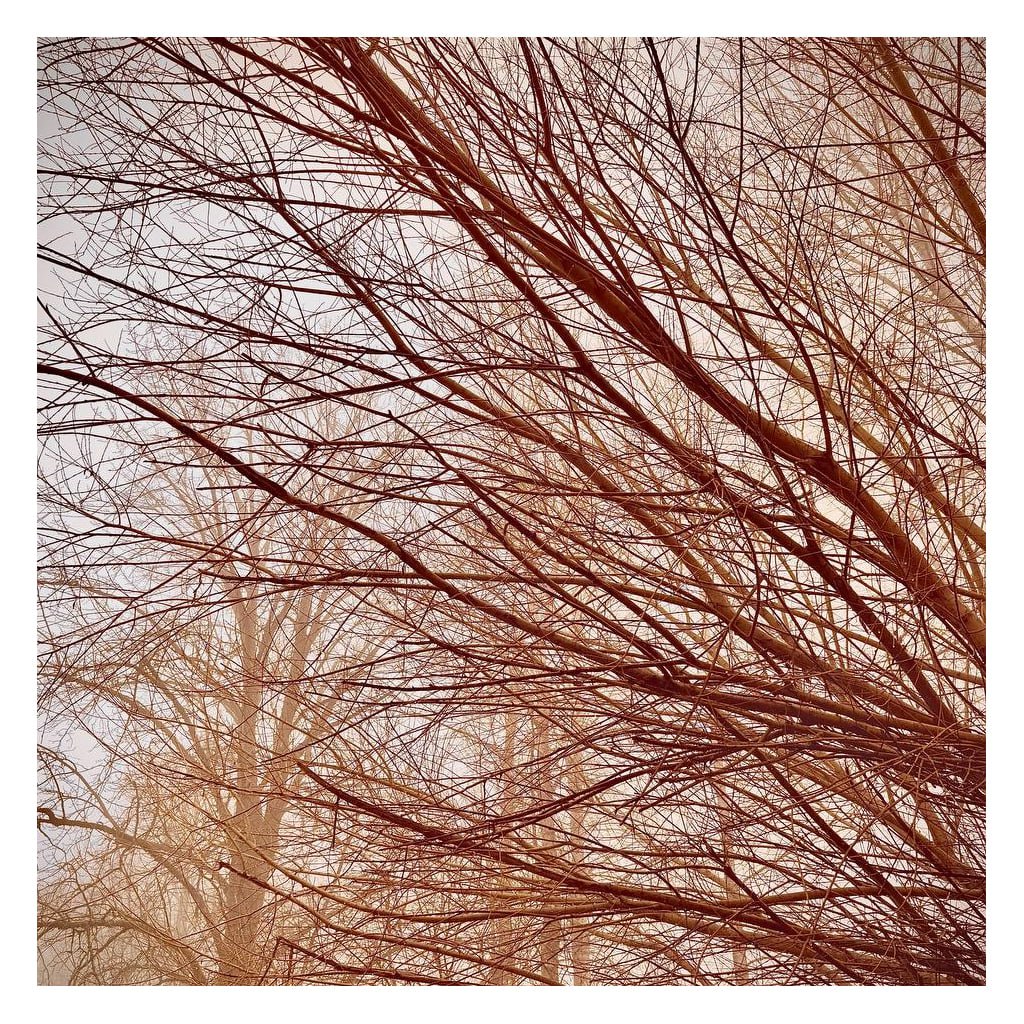 Lattice of Branches