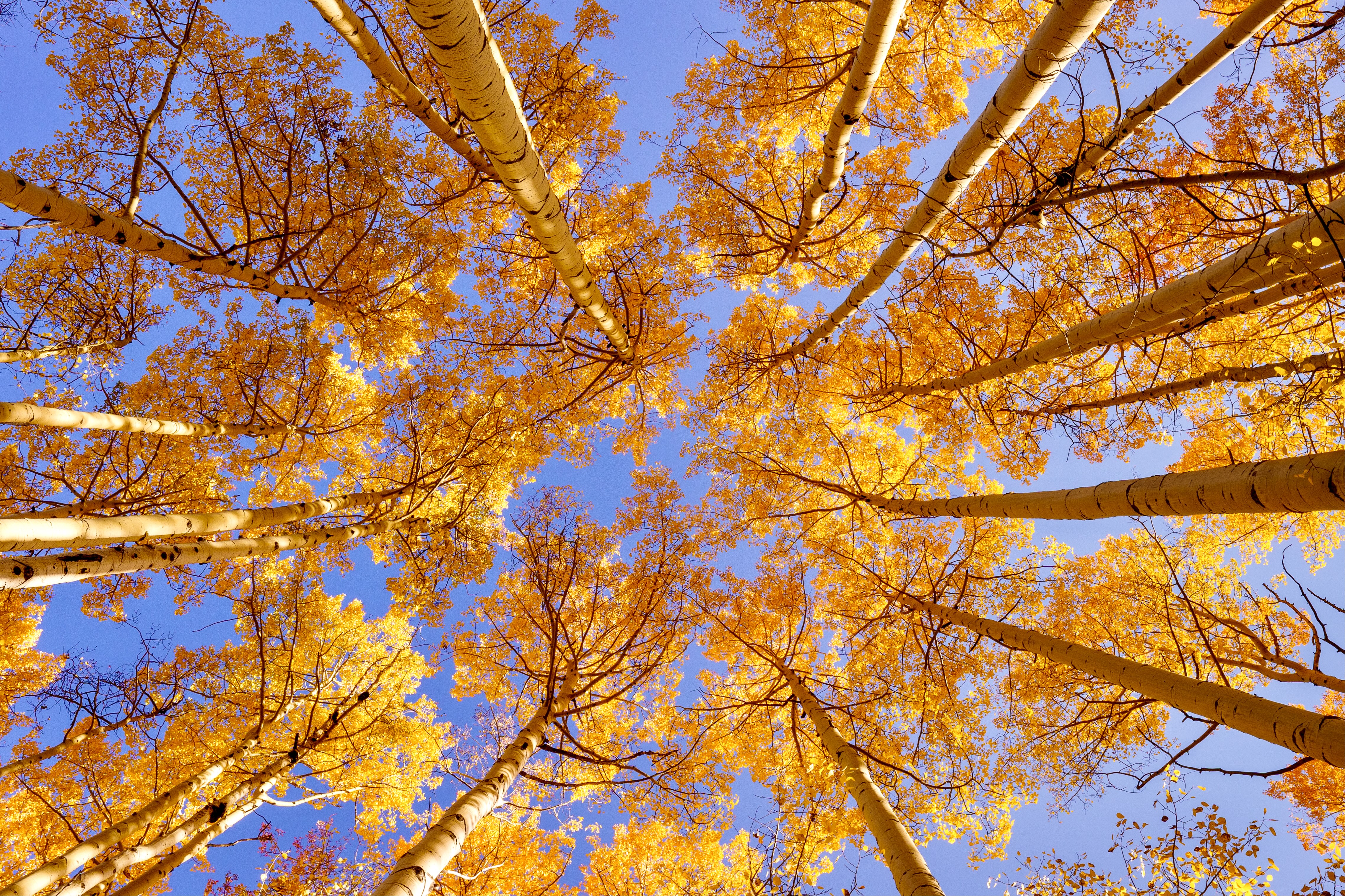 Just Look Up #37