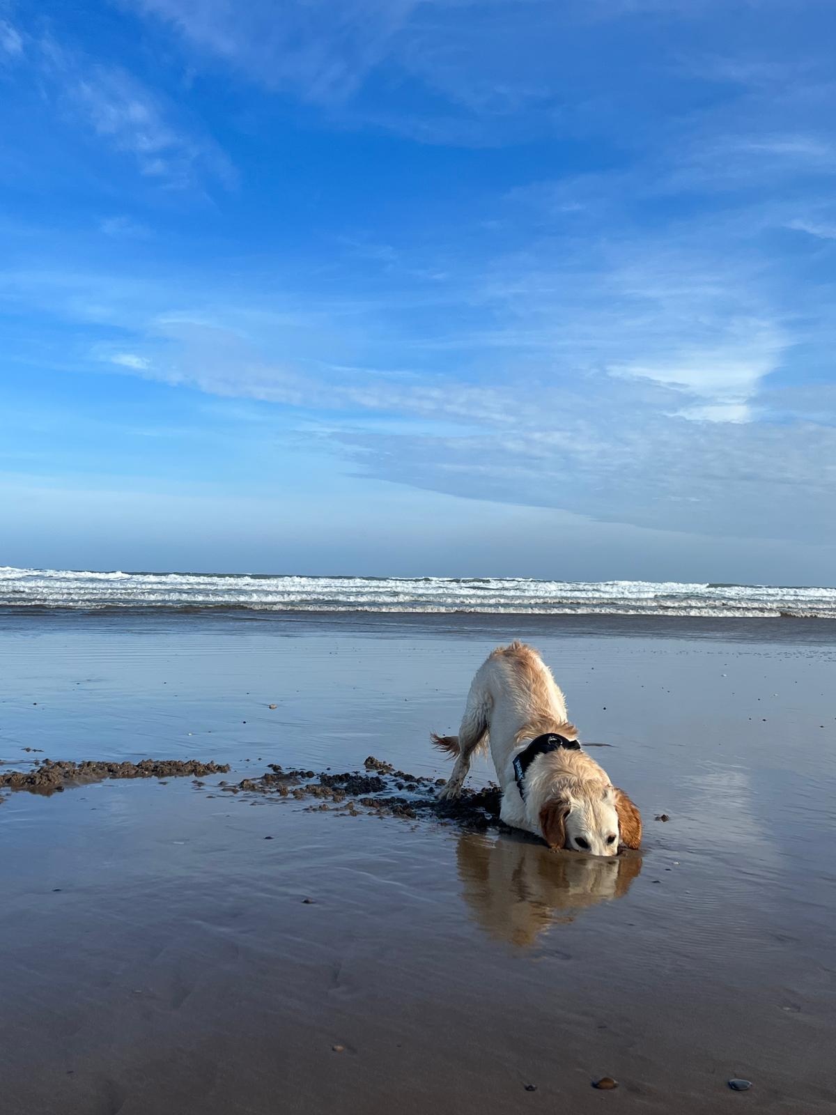 Head in the Sand