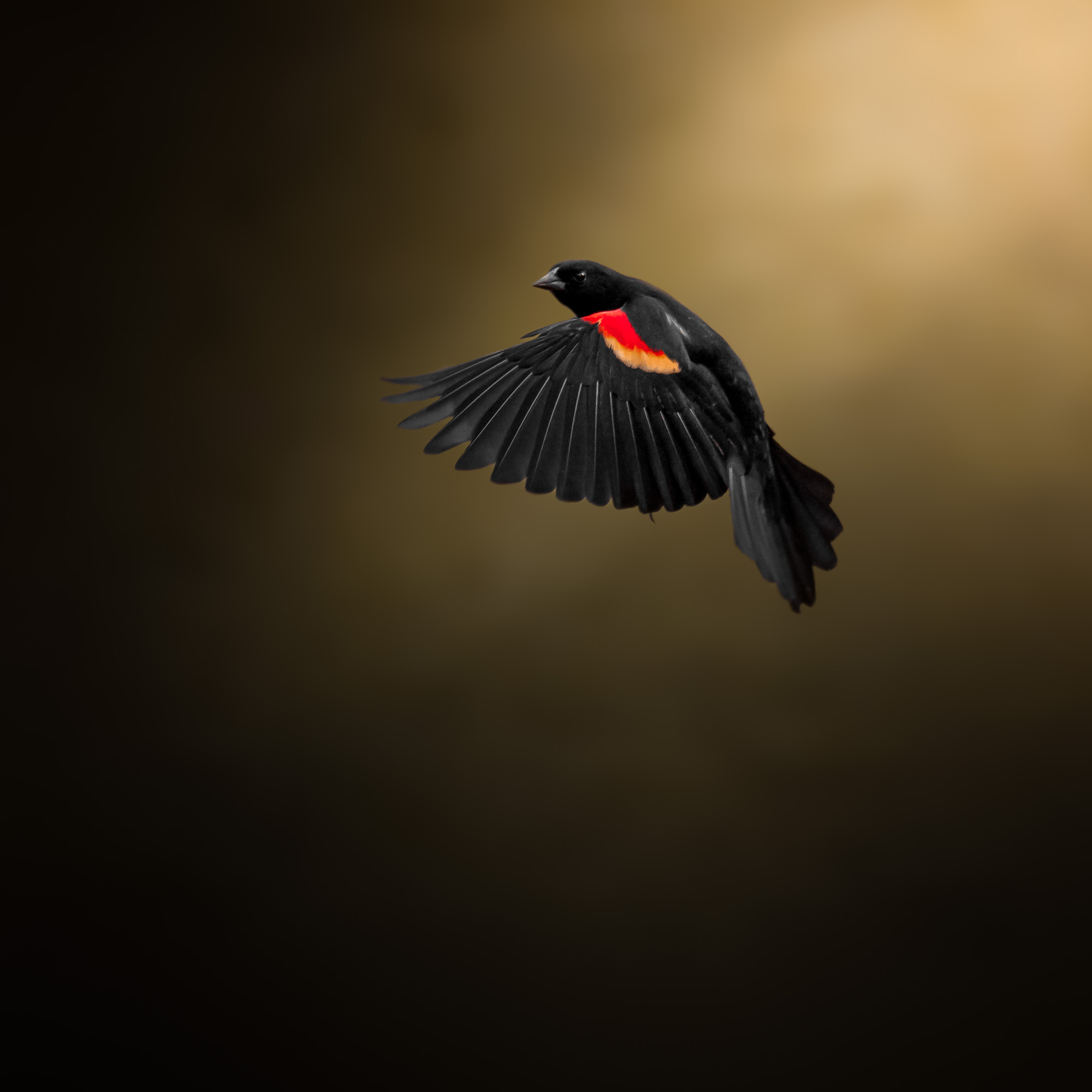 Dark Flight