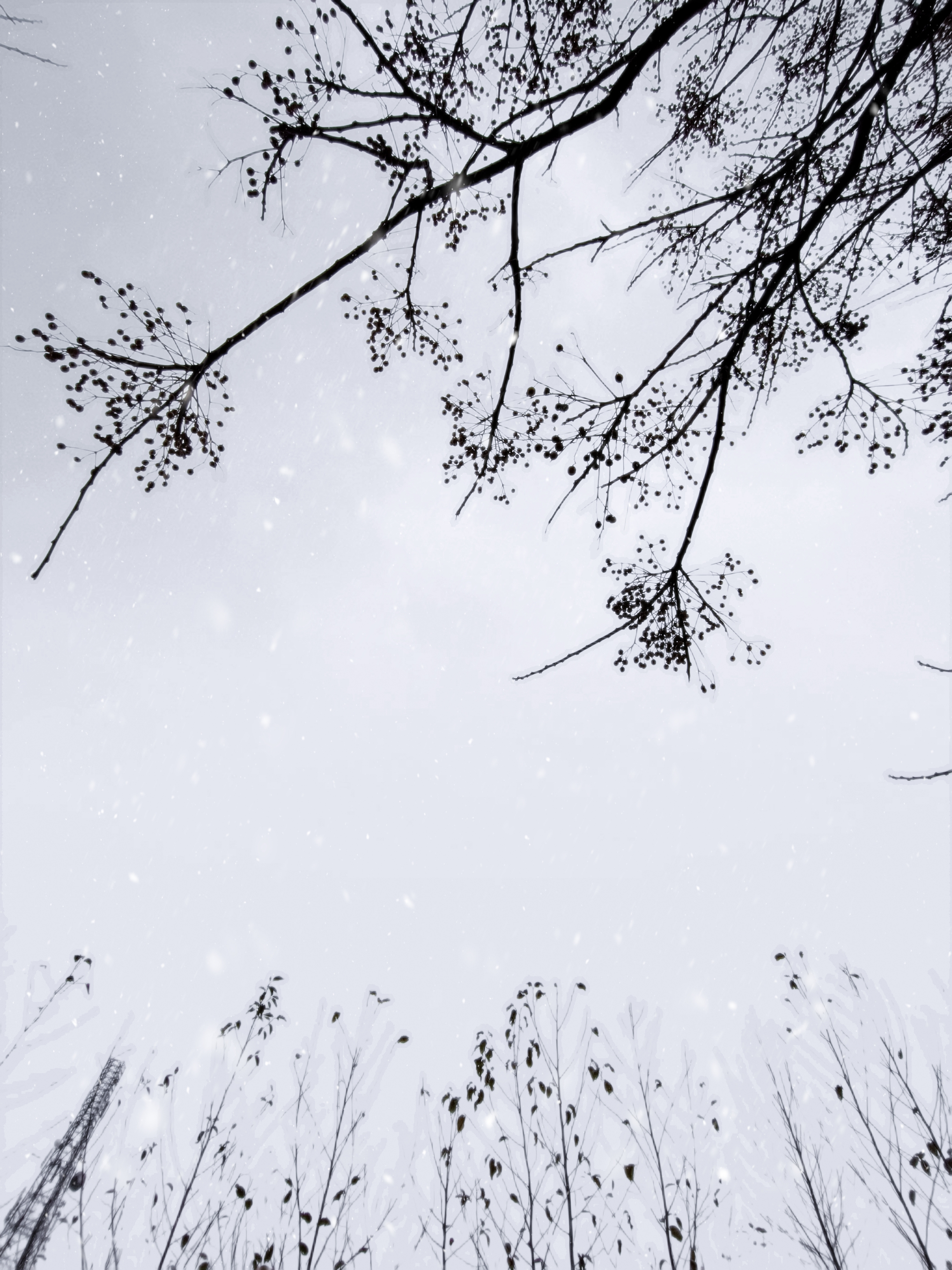 Nature's Canvas #19