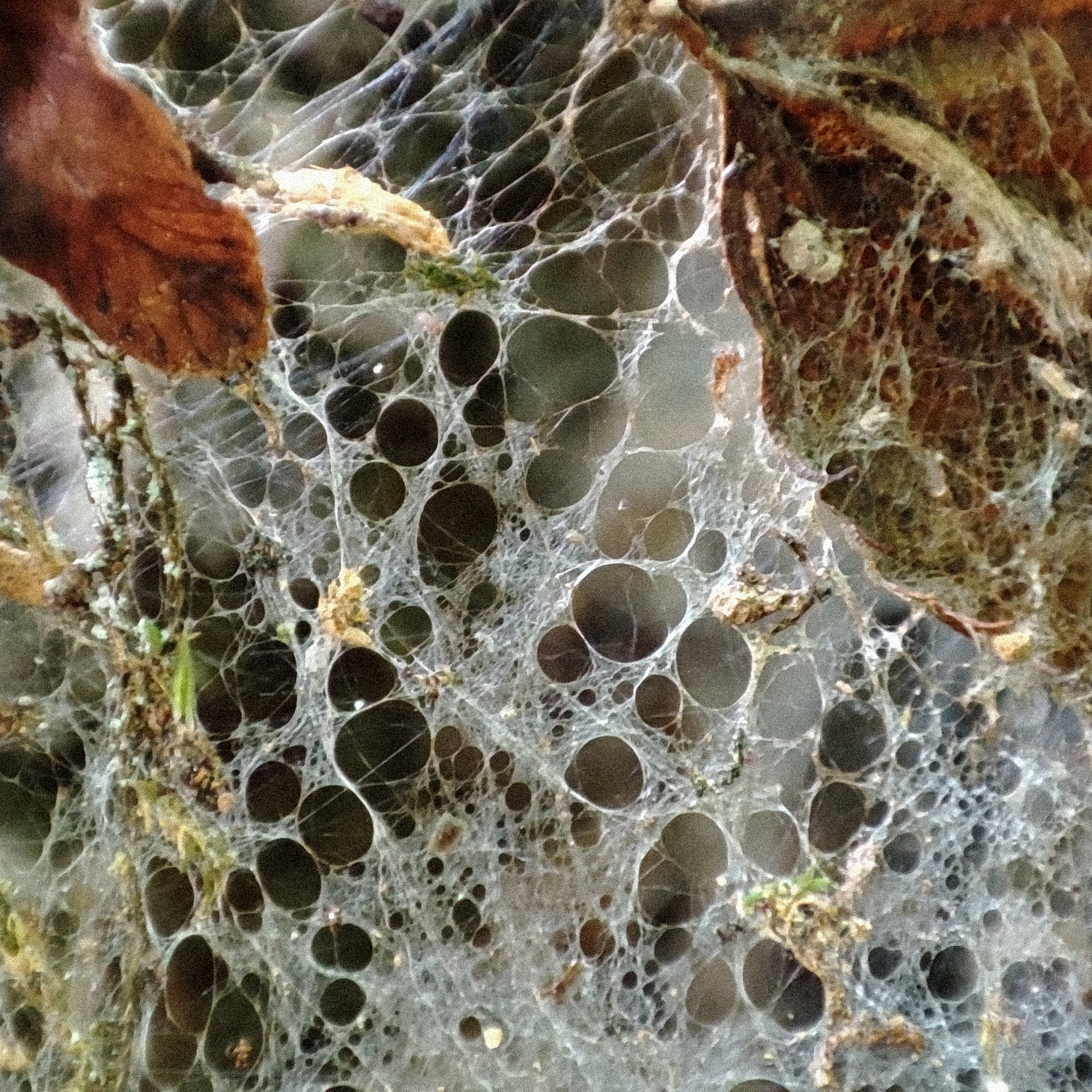 Not a Web 3.0!