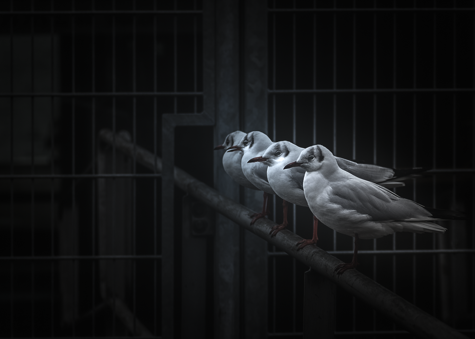 Feathered Friends #33