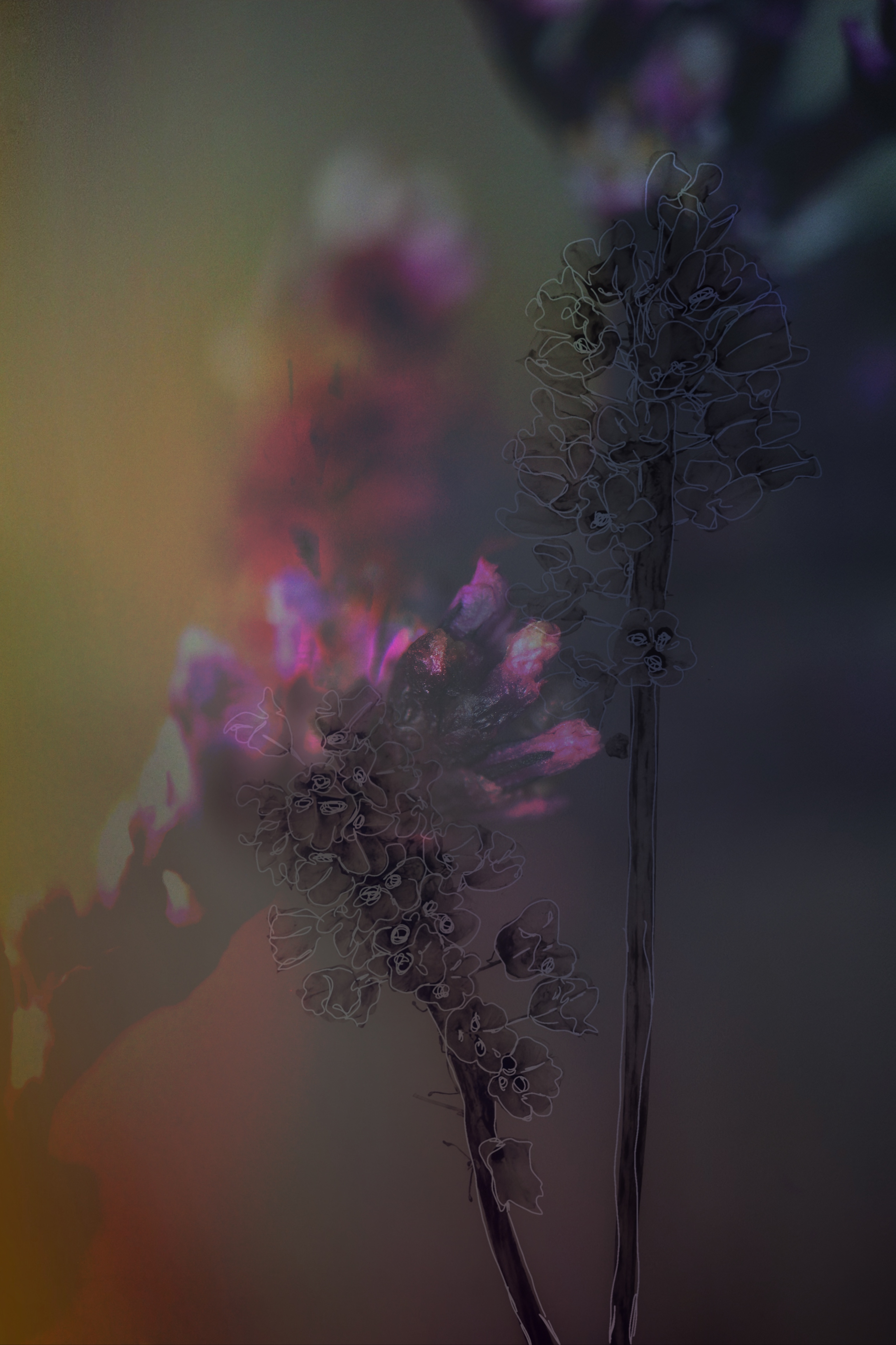 Tall Trees