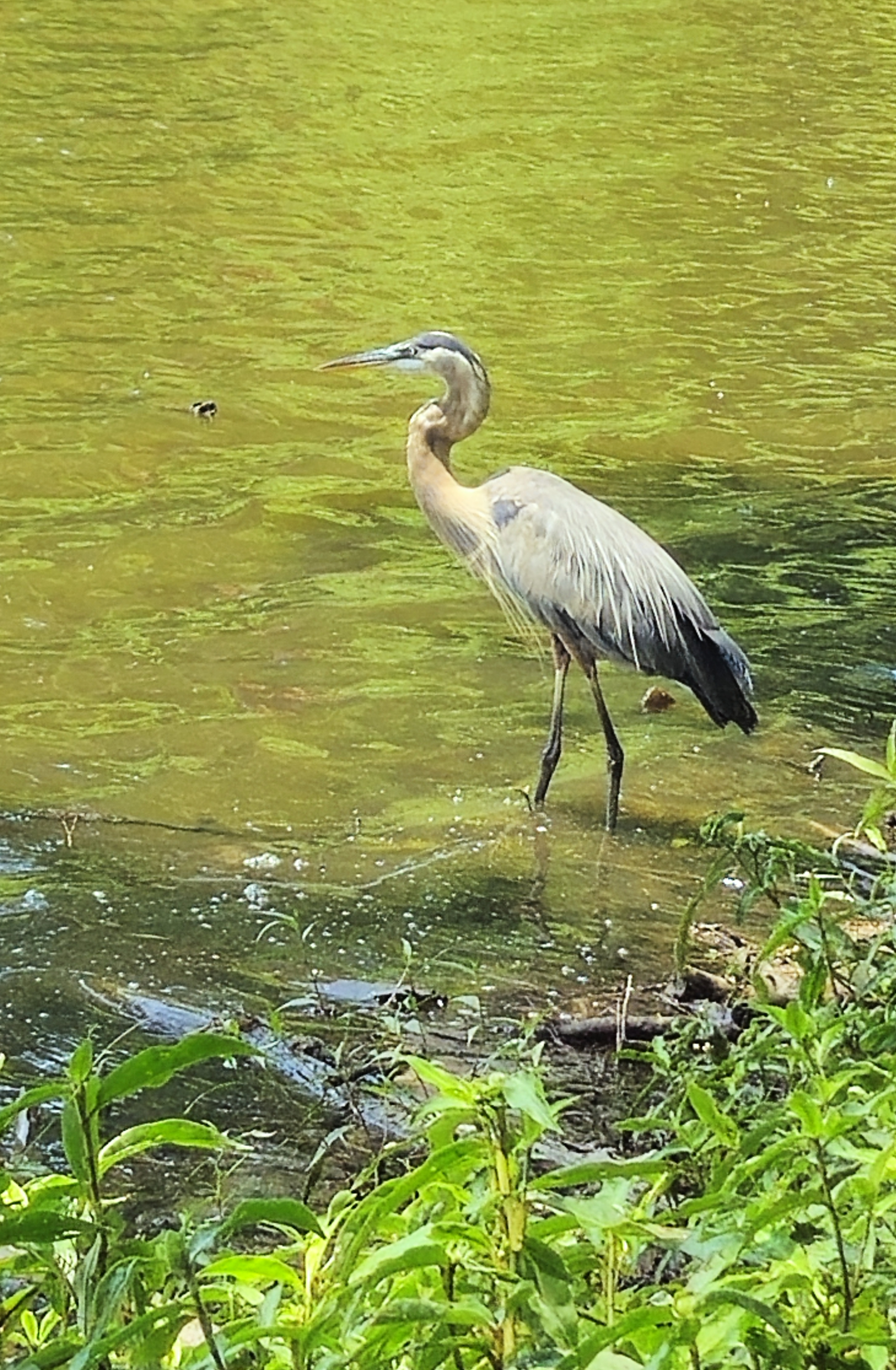 Blue Heron #6