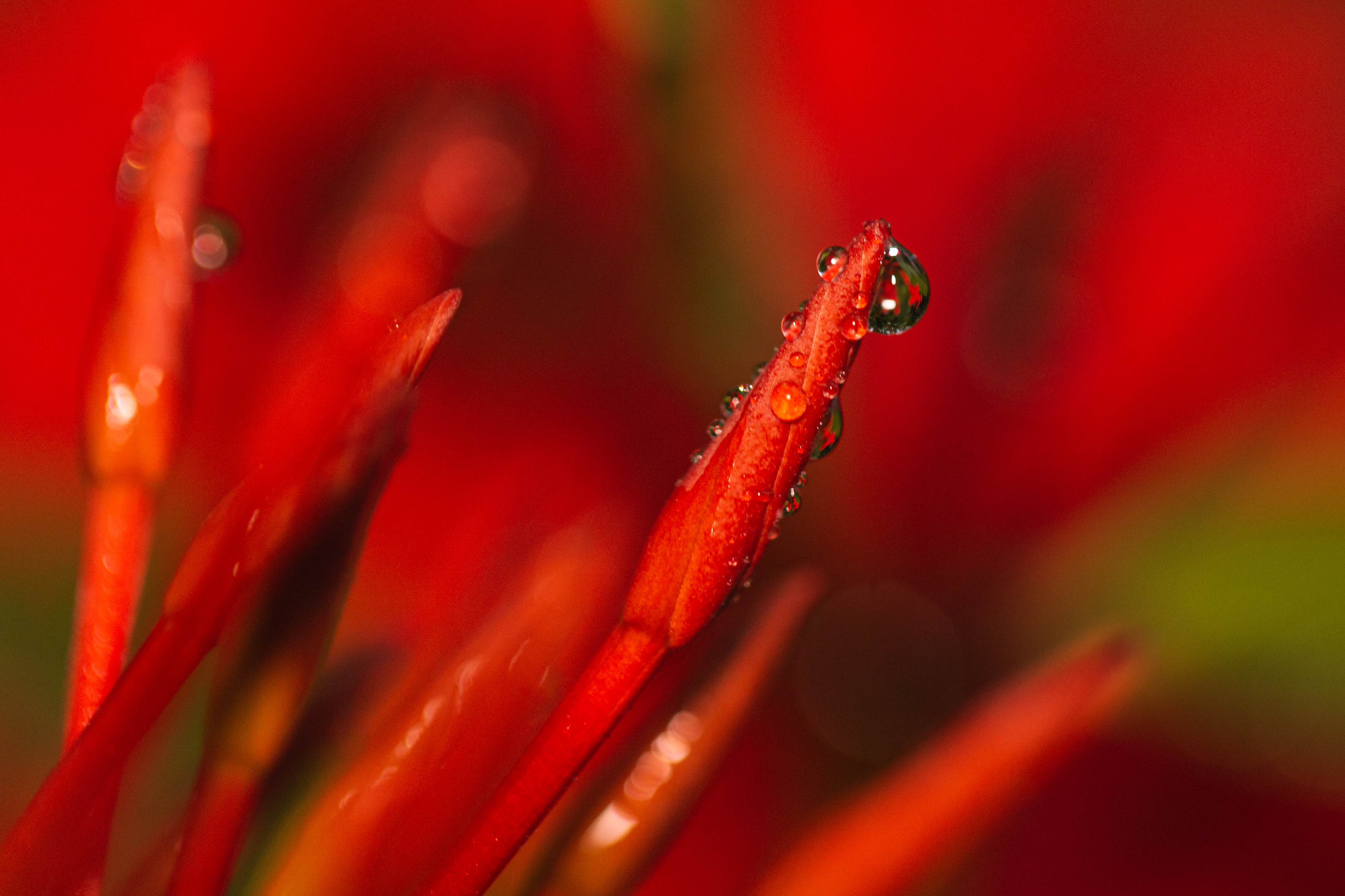 Flora 17